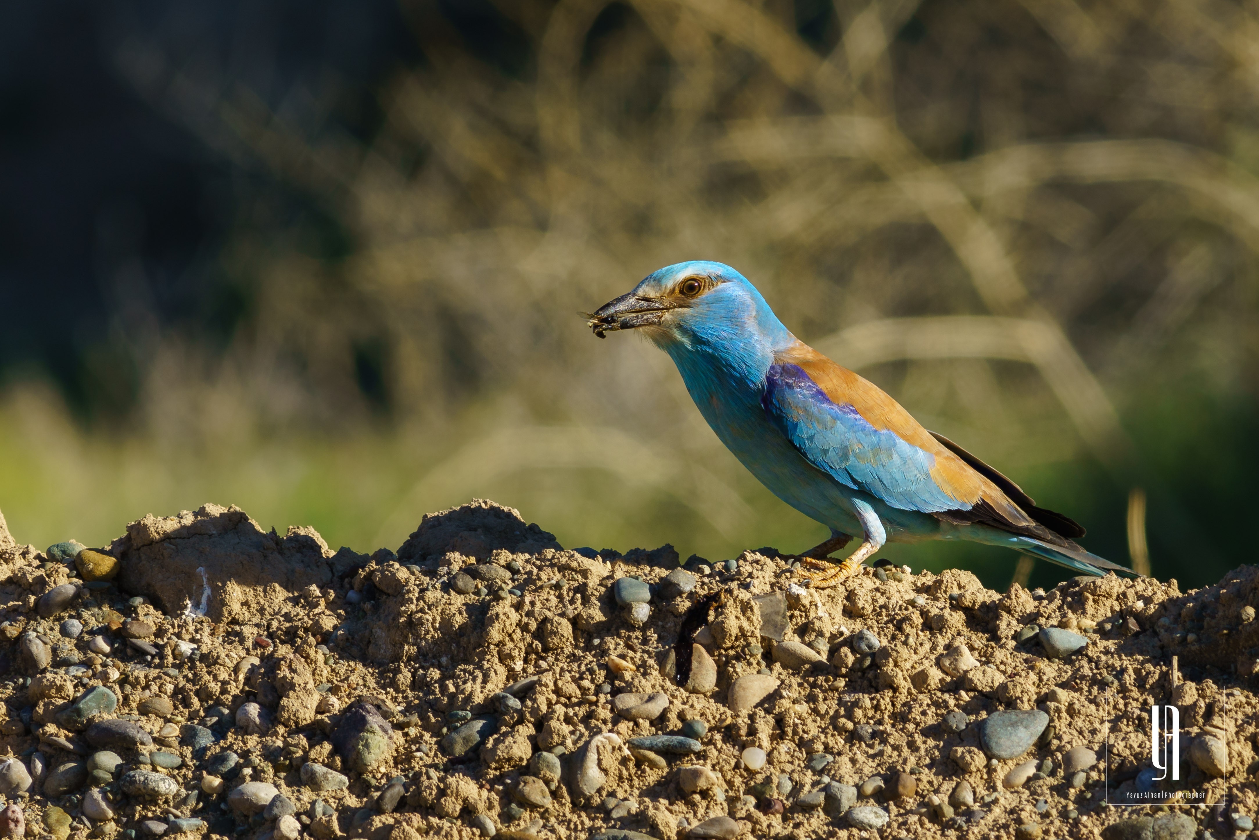 European Roller