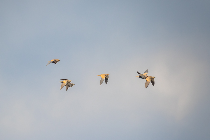 Black-bellied Sandgrouse