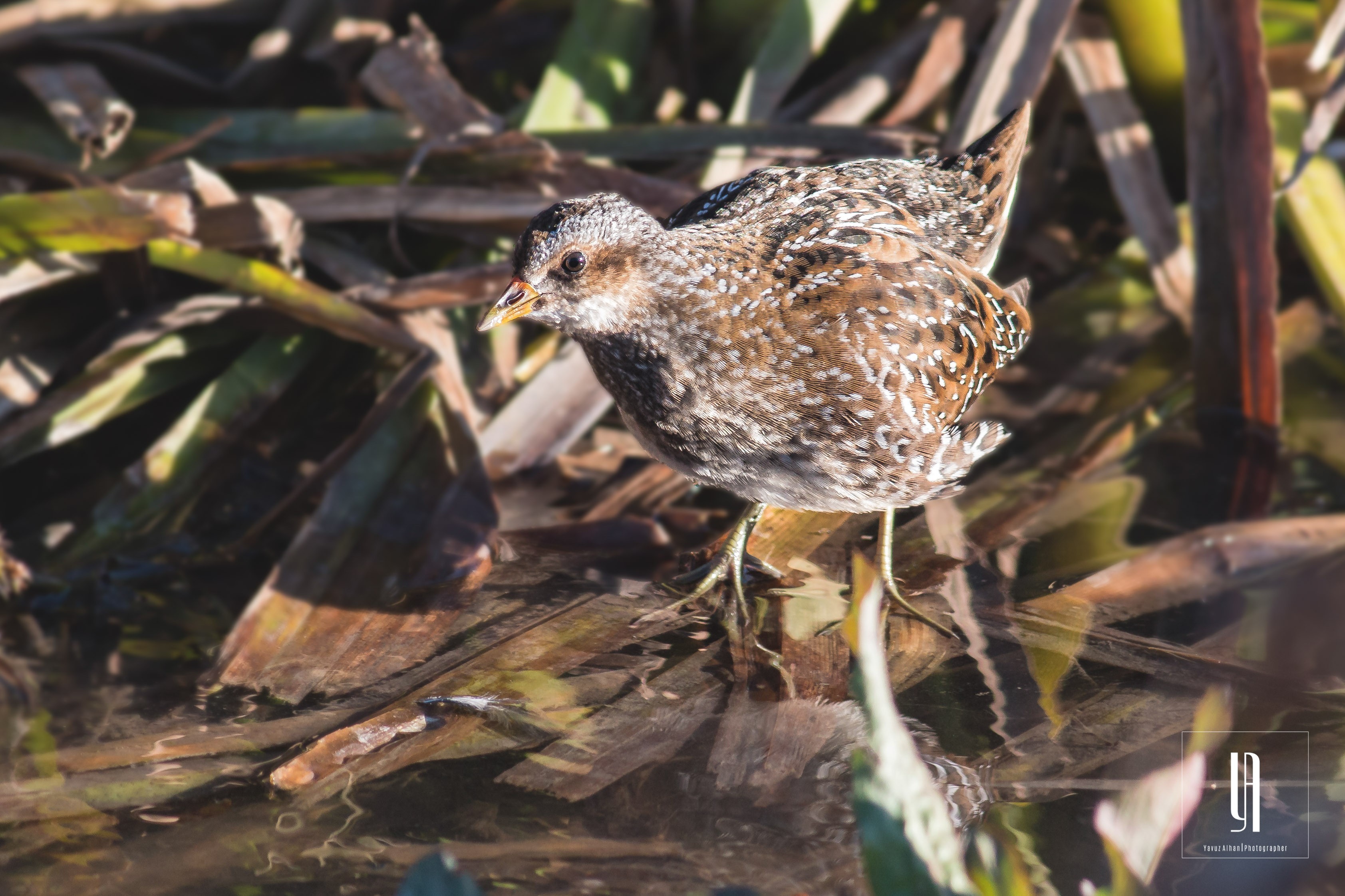 Spotted Crake