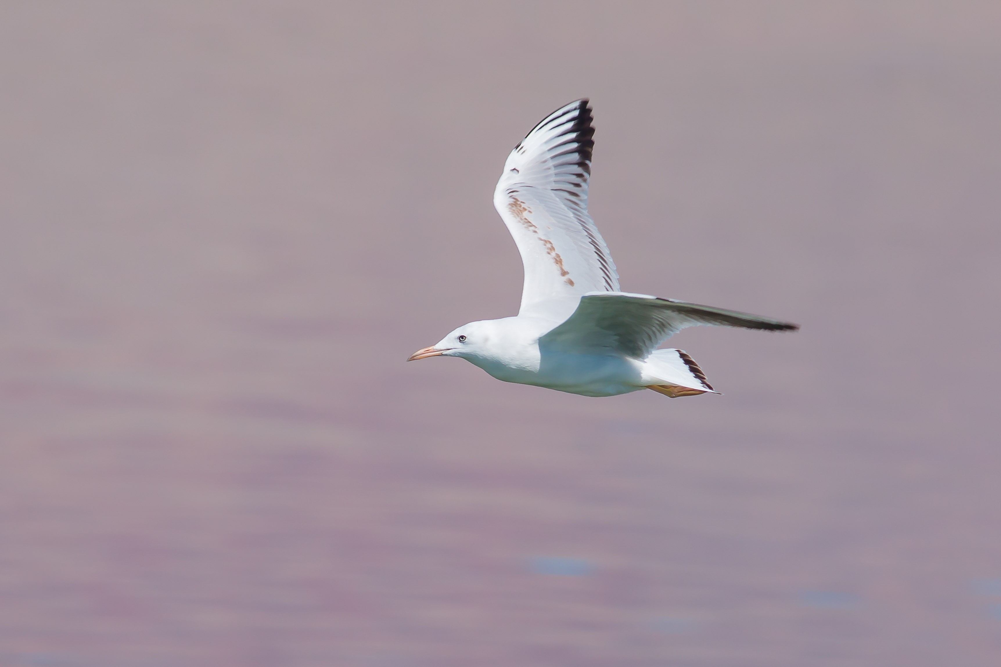 Slender-billed Gull