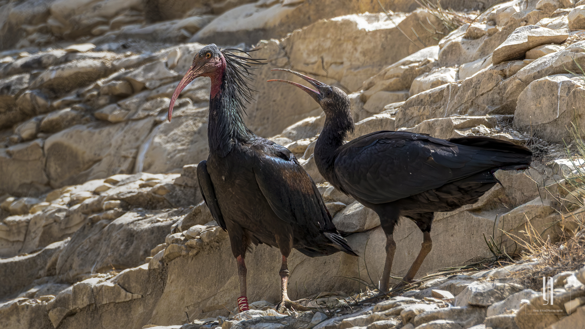 Northern Bald Ibis