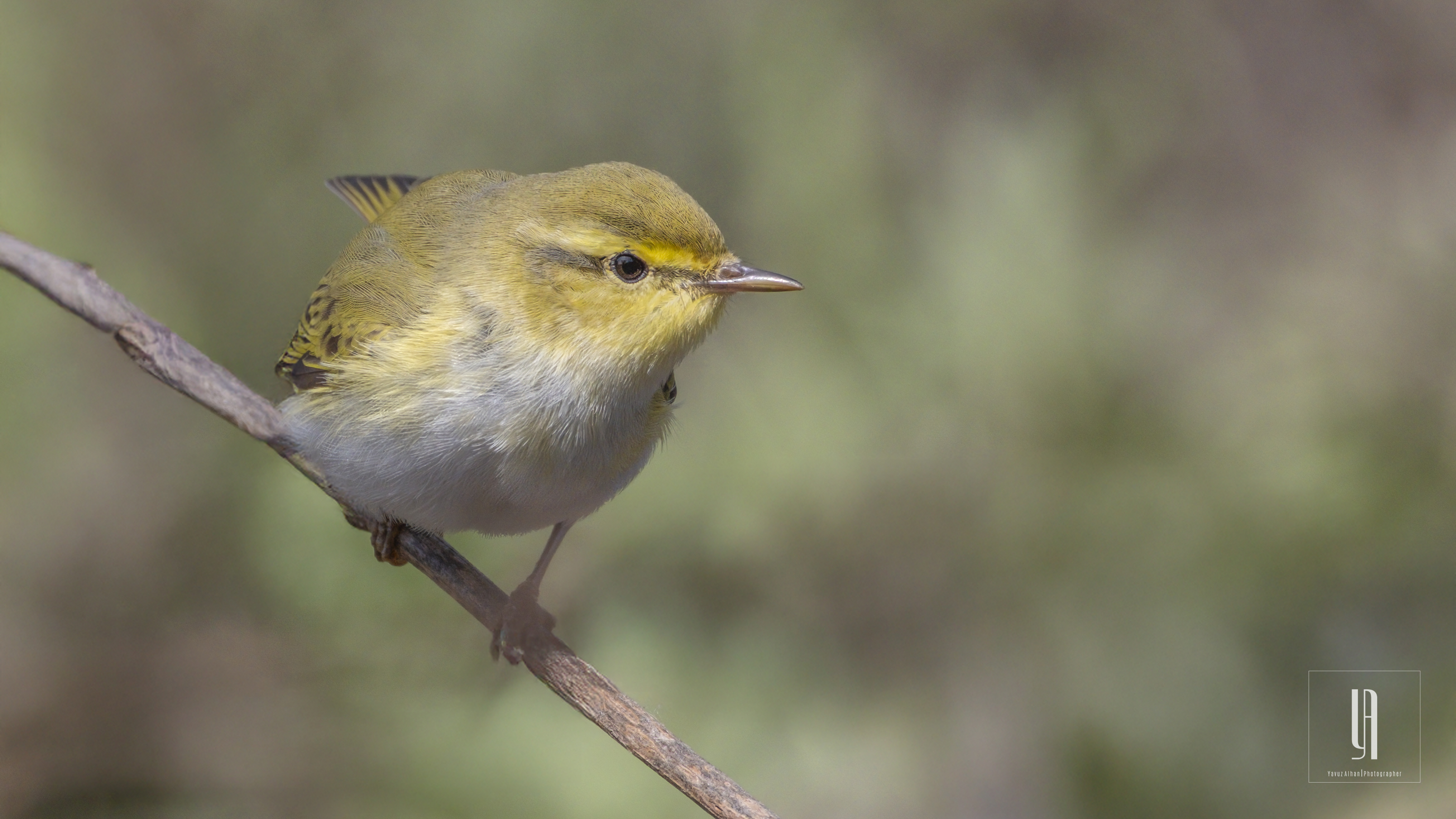 Wood Warbler