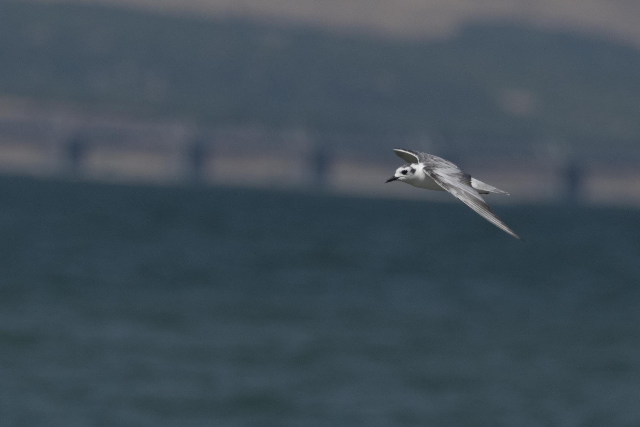 Little Gull