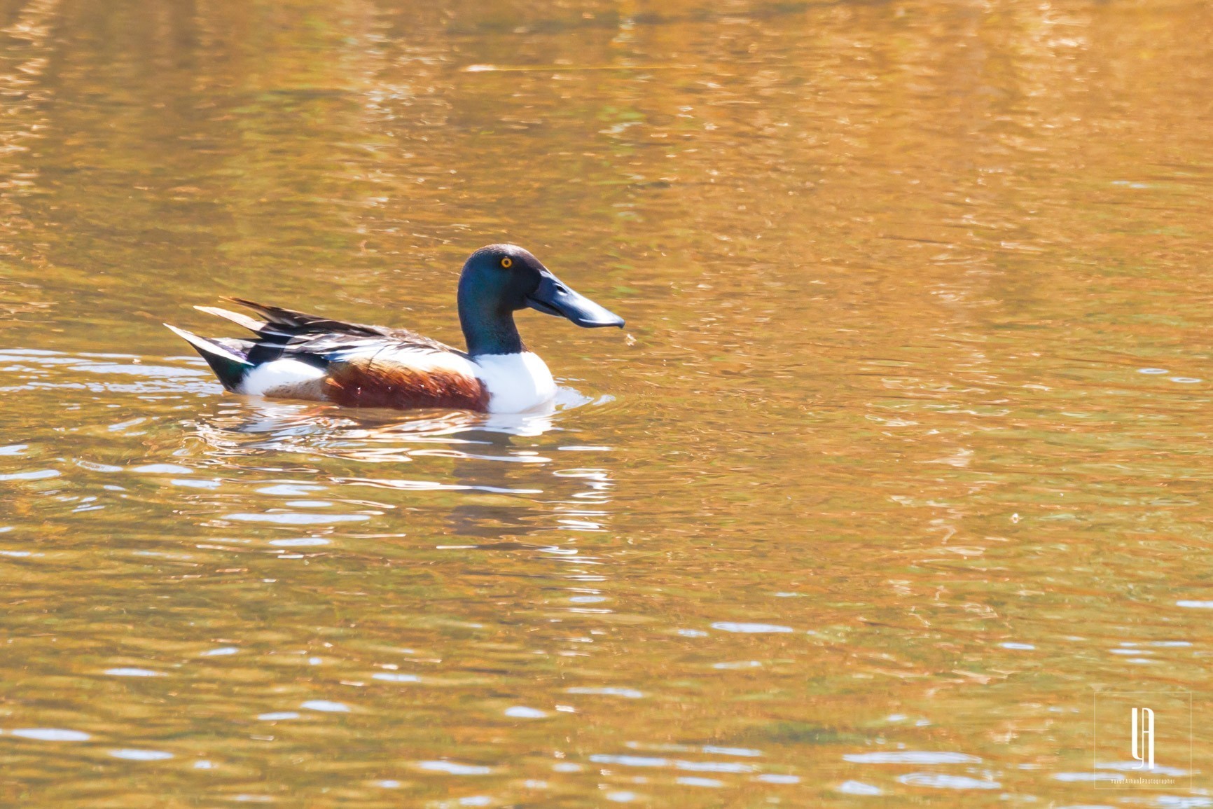 Northern Shoveler