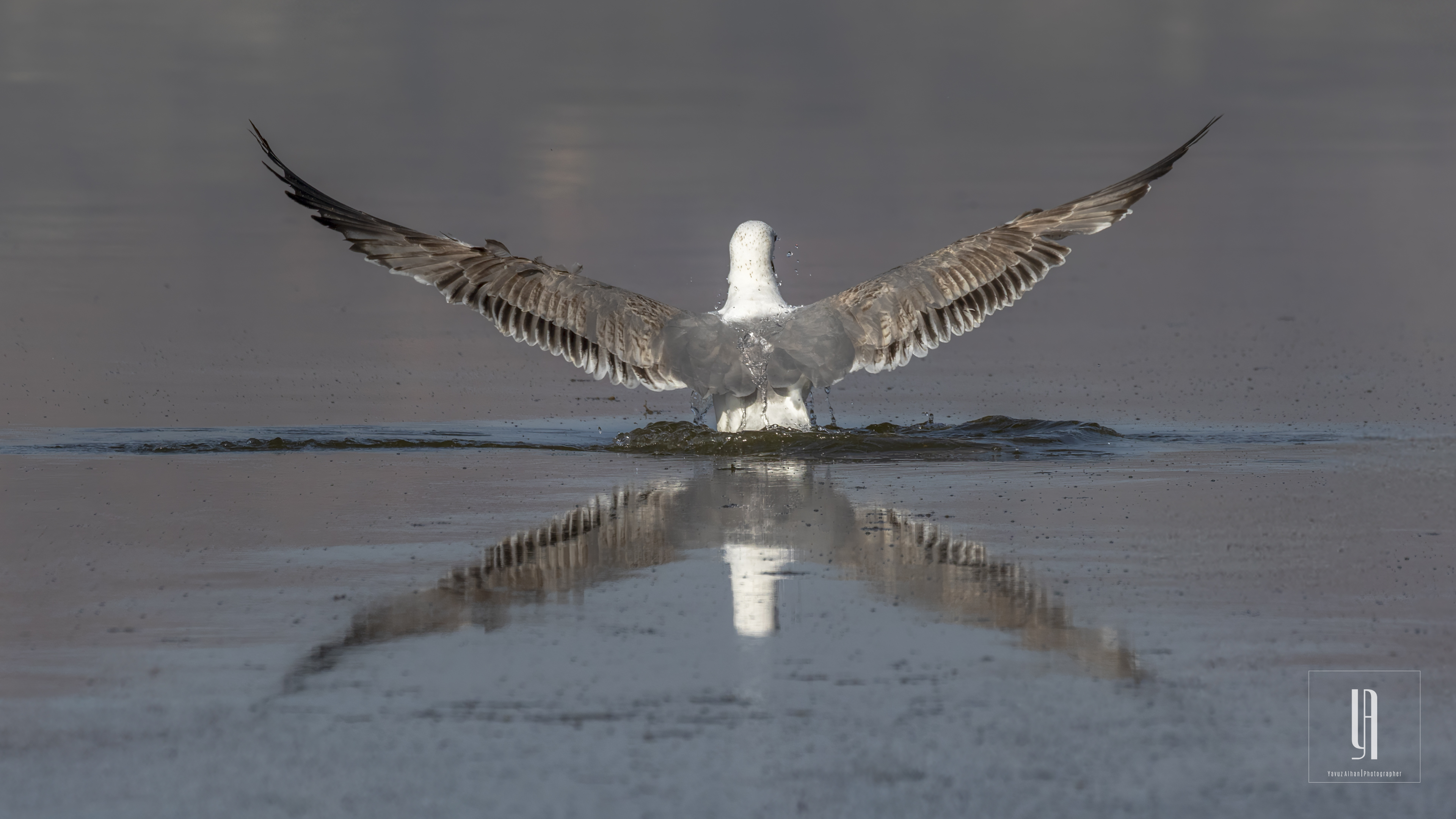 Armenian Gull