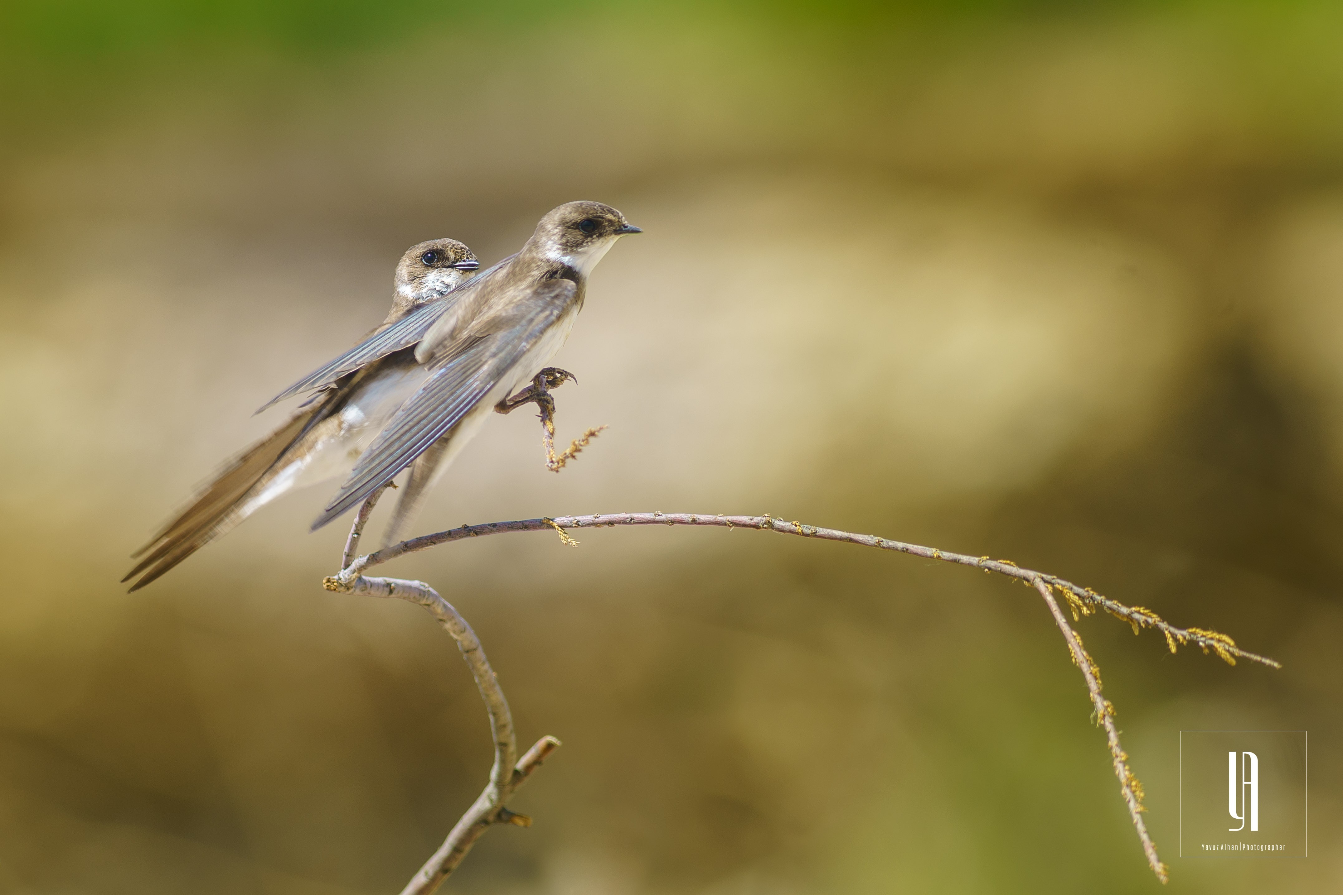 Bank Swallow