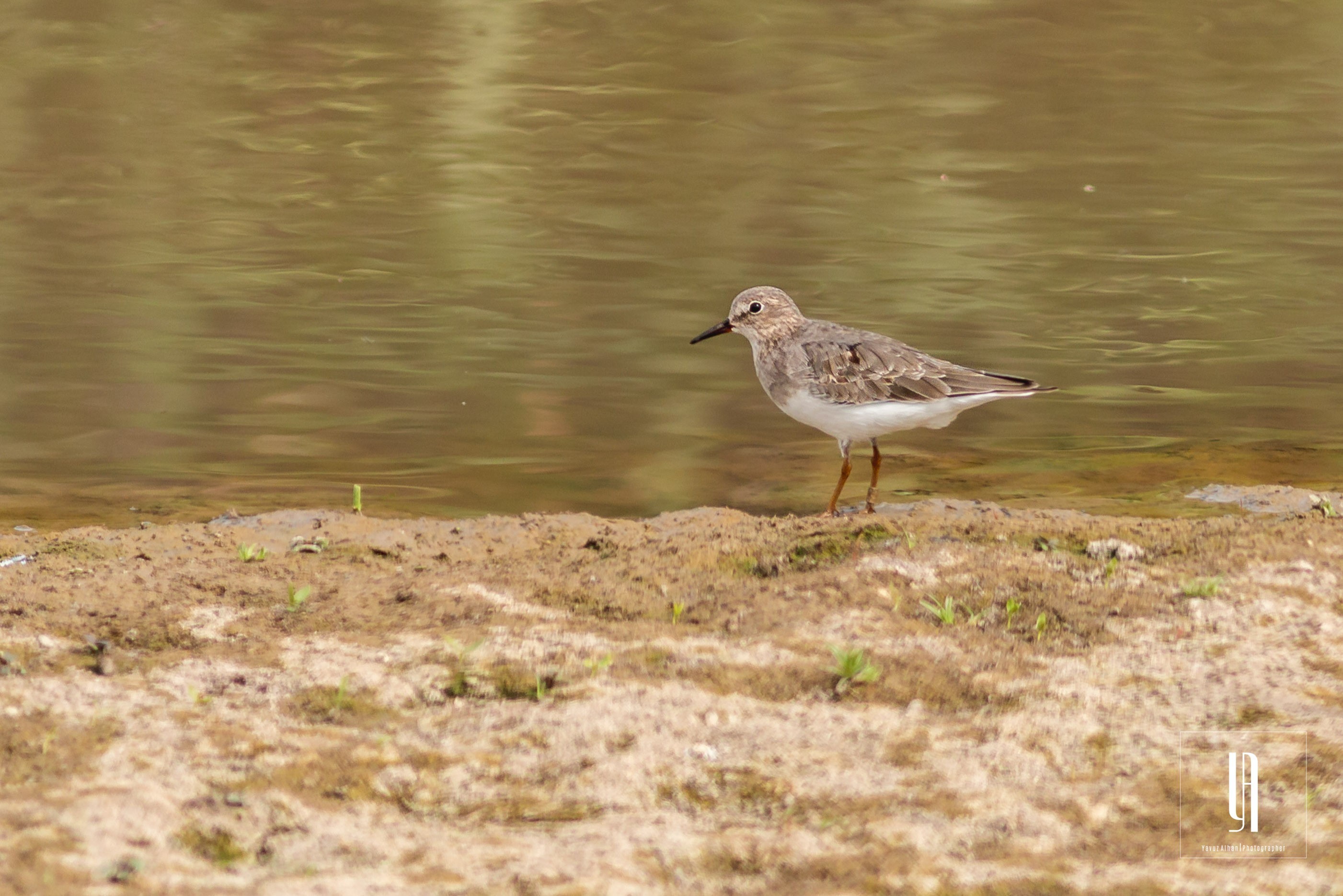 Temminck's Stint
