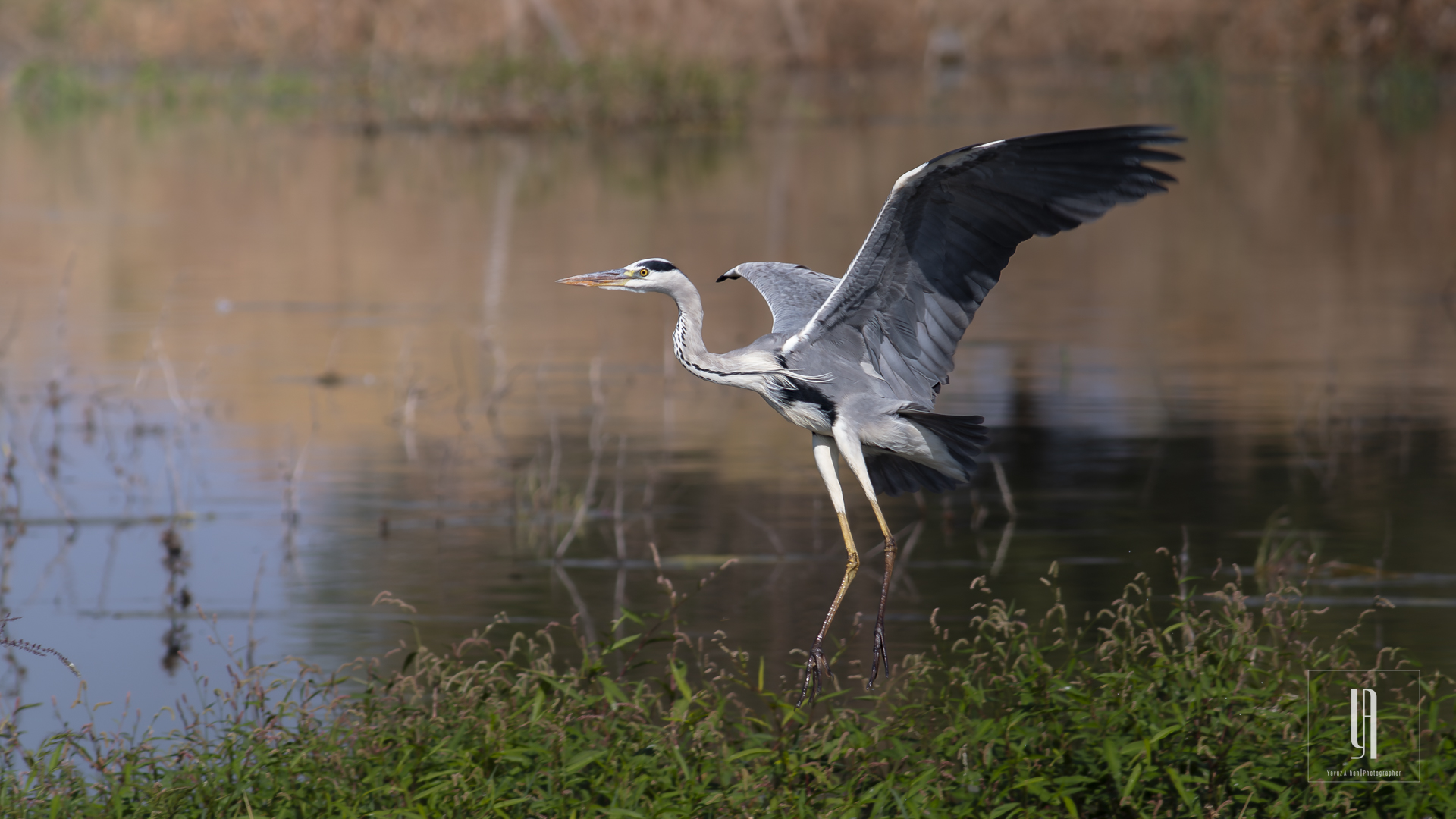 Gray Heron — Ana fotoğraf