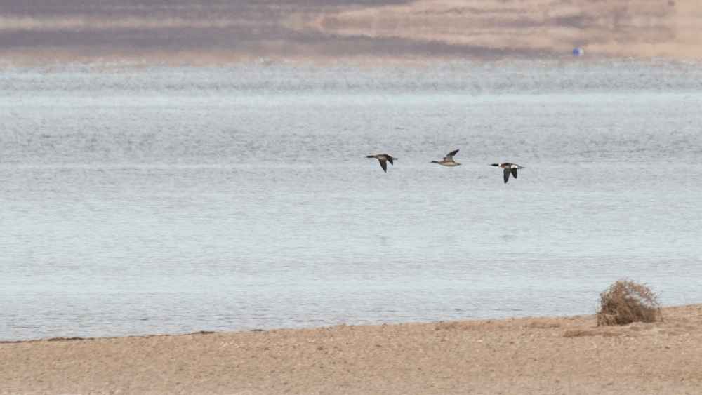 Red-breasted Merganser