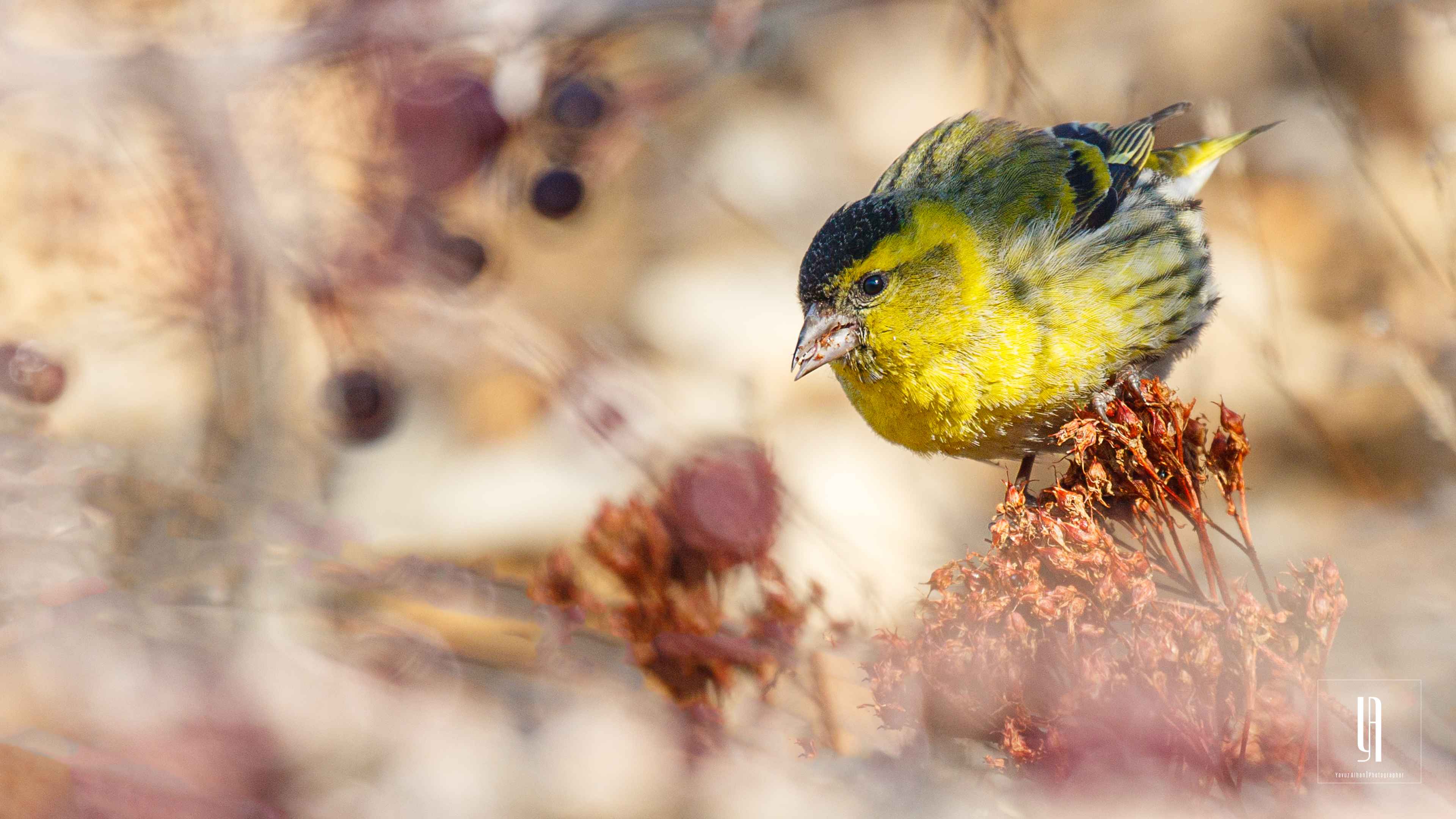Eurasian Siskin