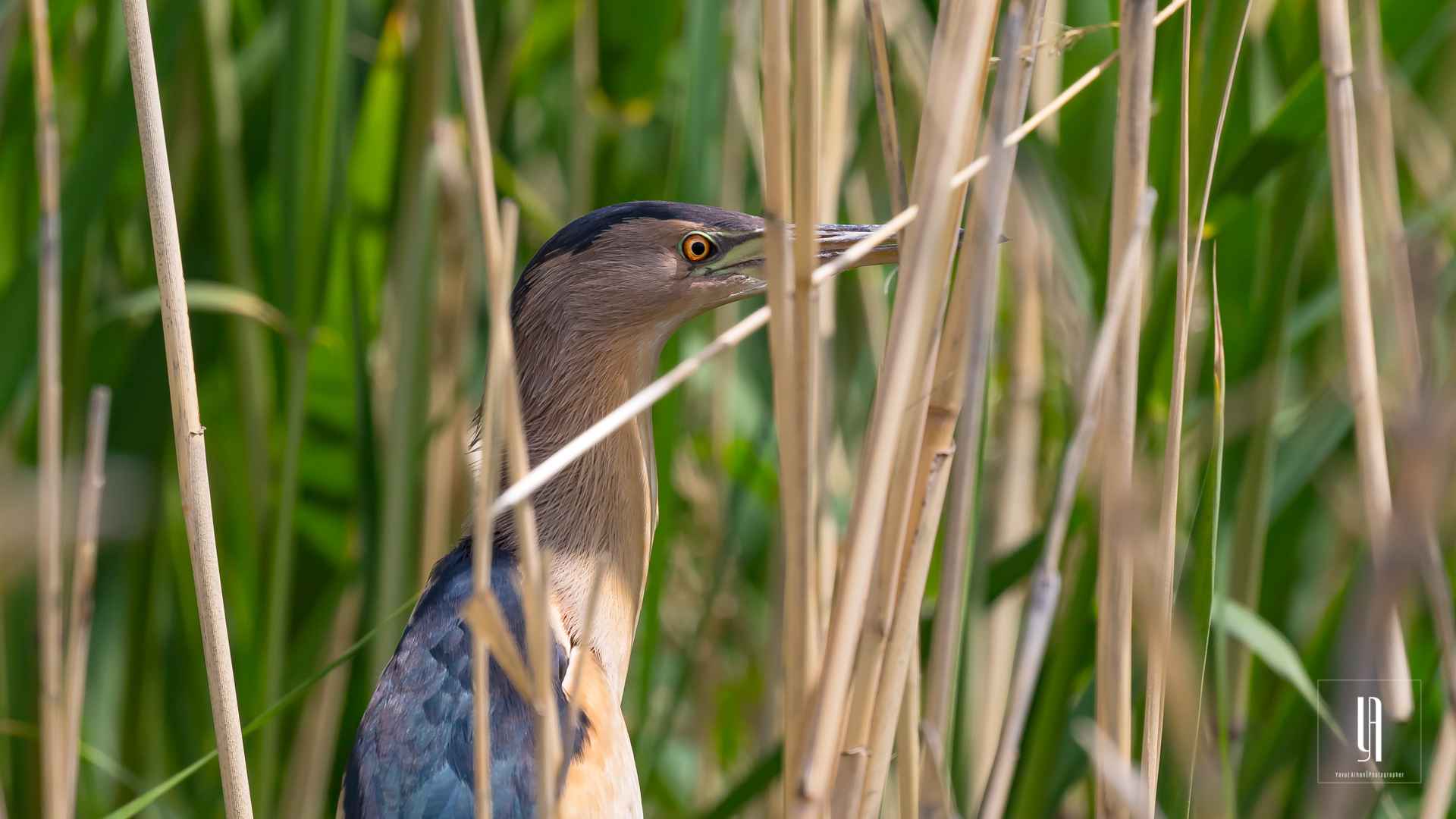 Little Bittern