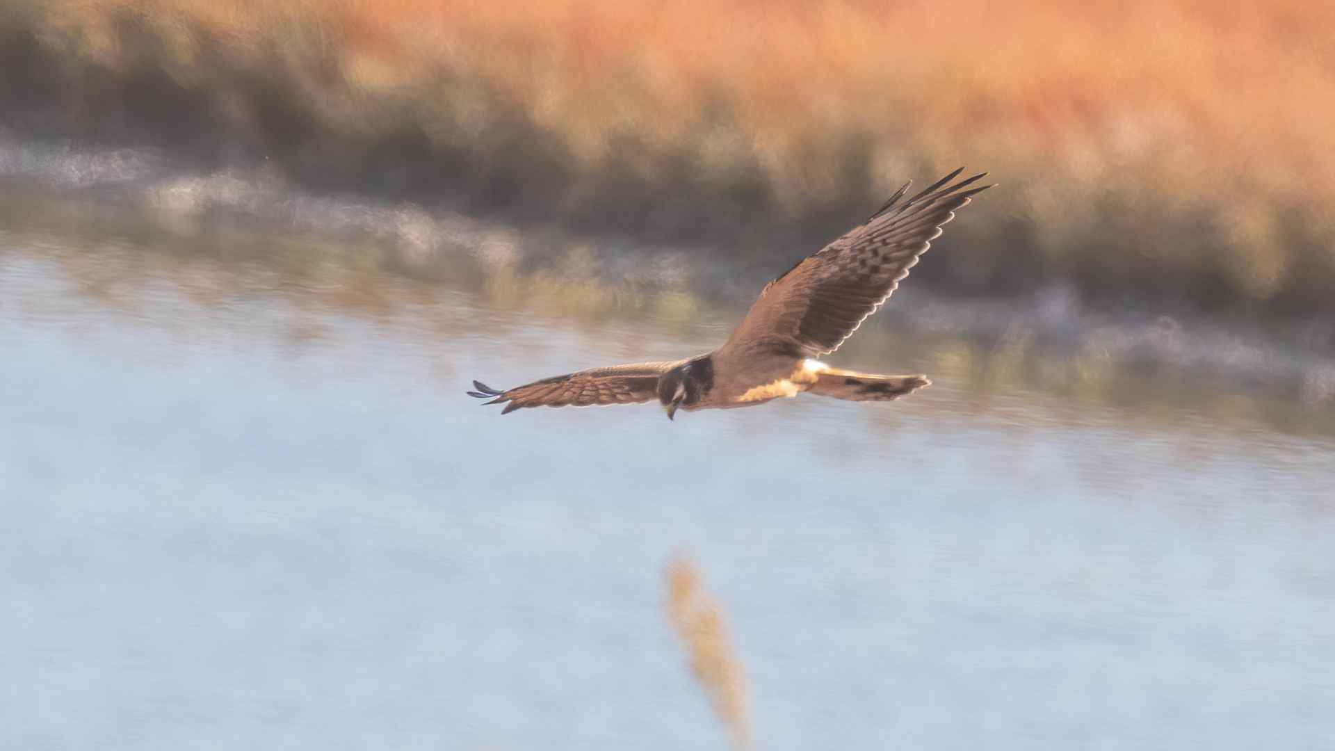 Montagu's Harrier