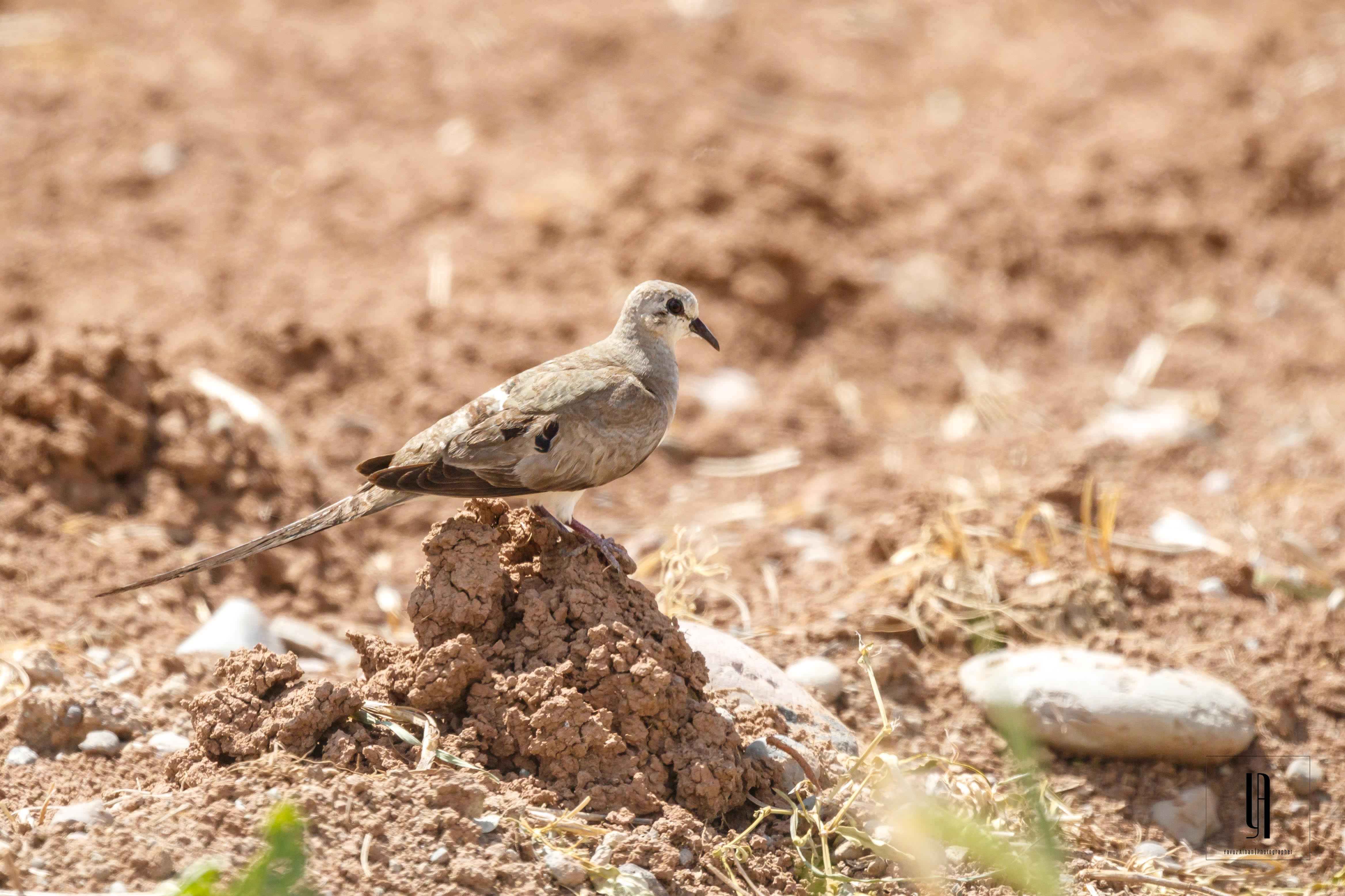 Namaqua Dove