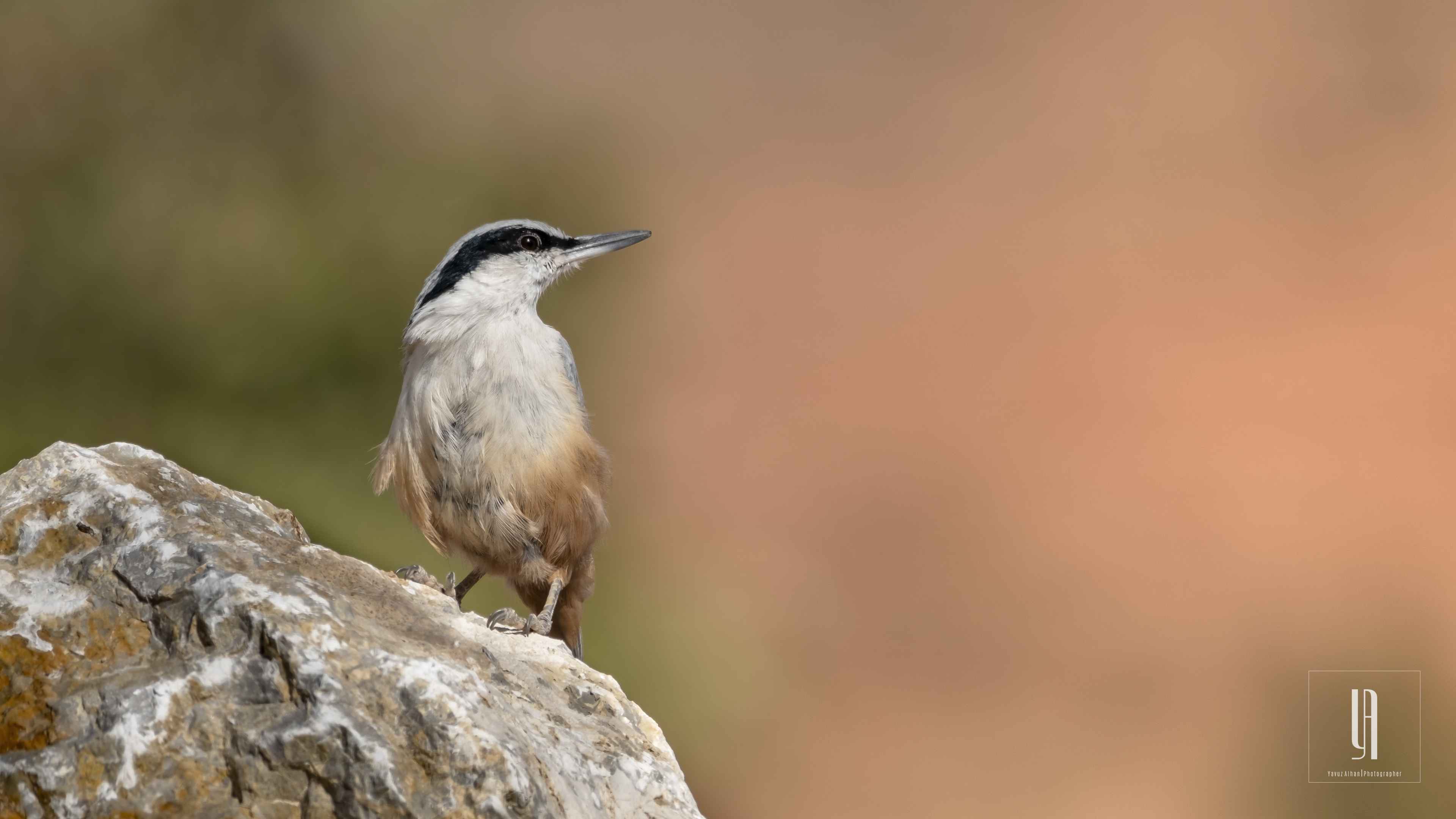 Western Rock Nuthatch