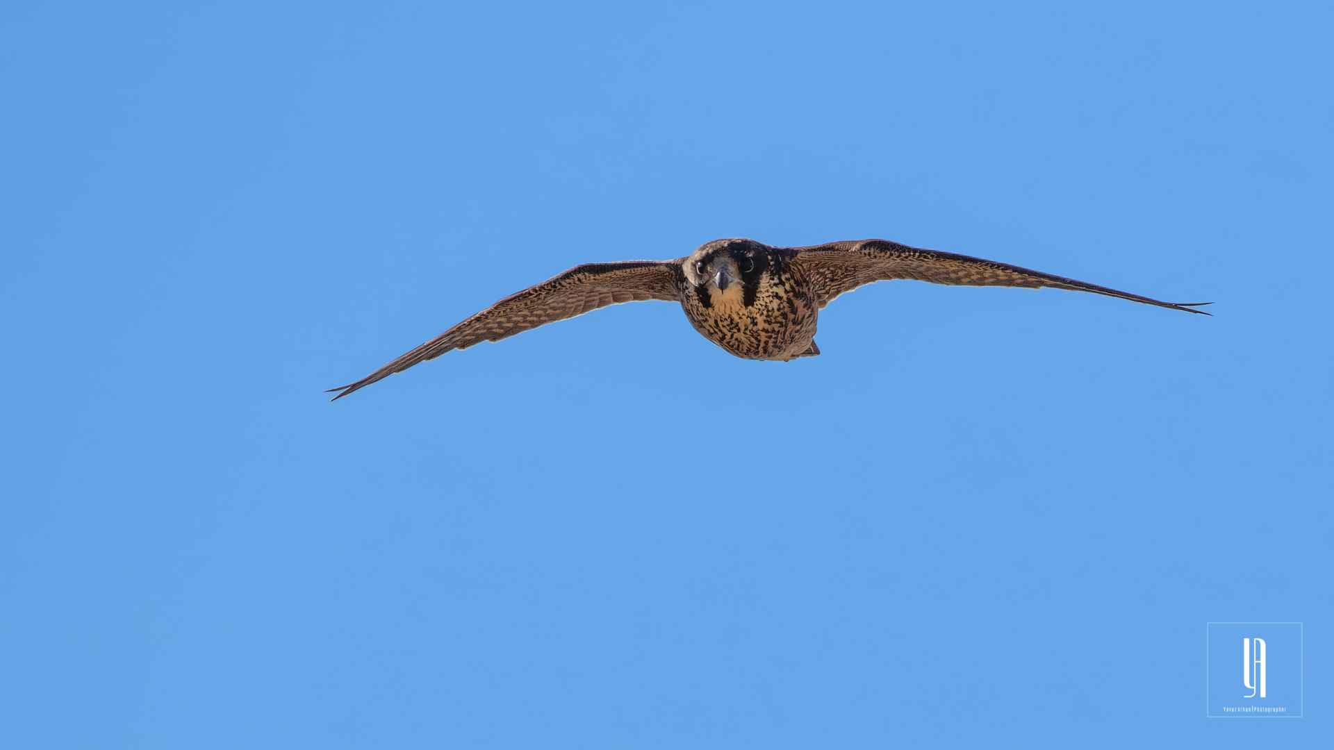 Peregrine Falcon