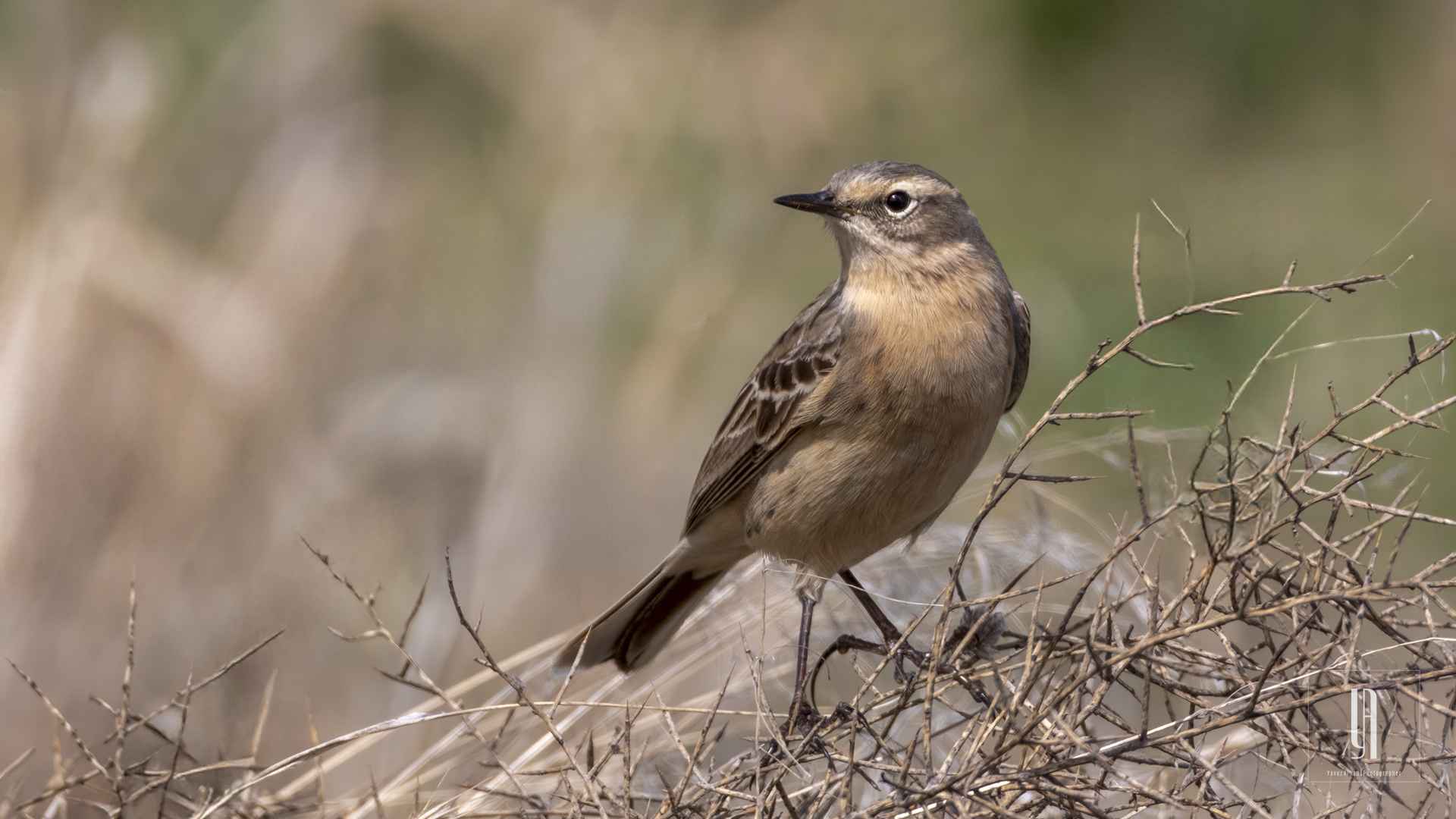 Water Pipit