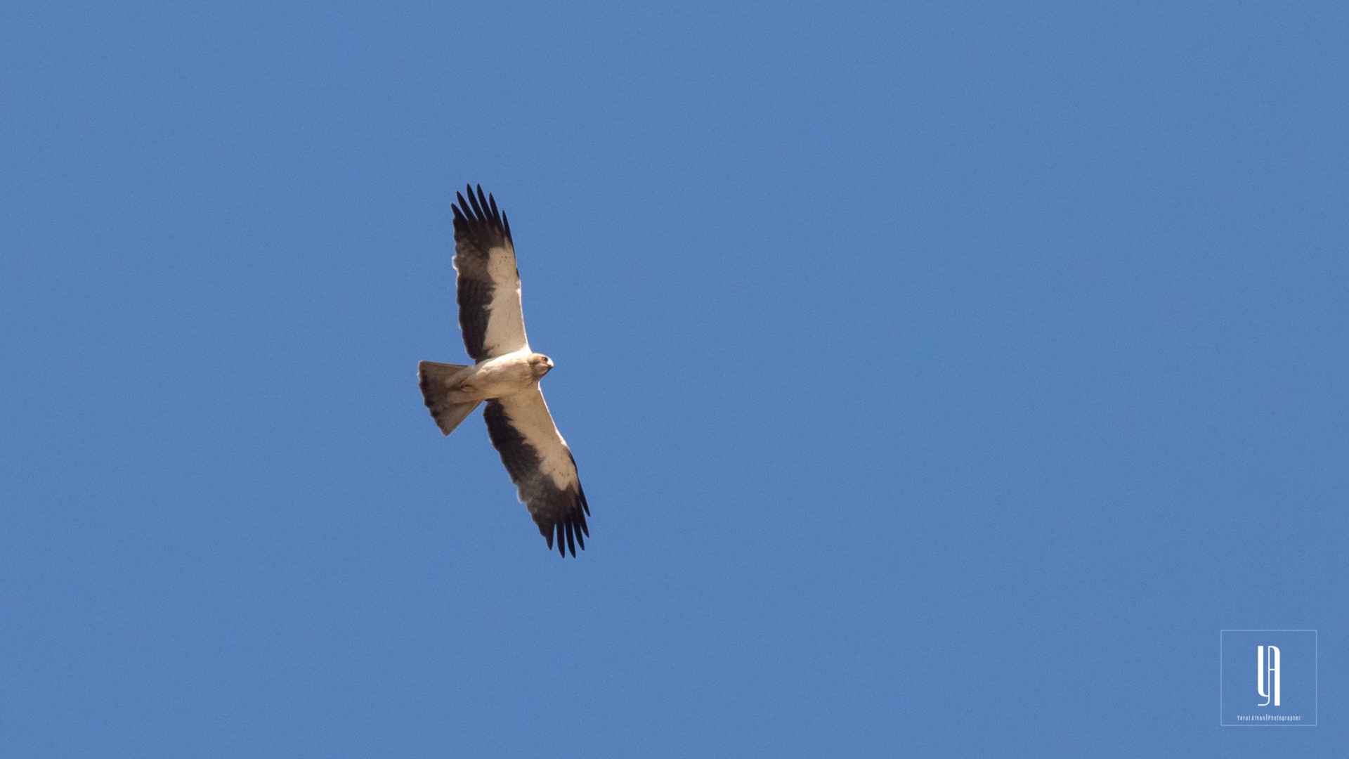 Booted Eagle