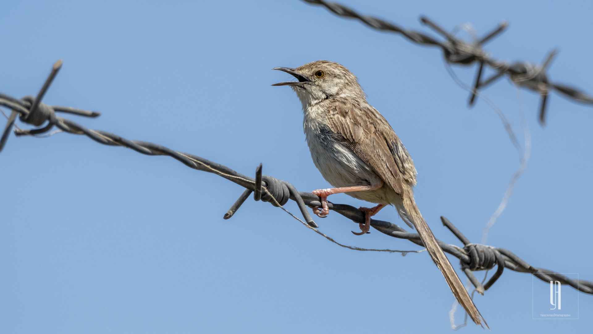 Graceful Prinia