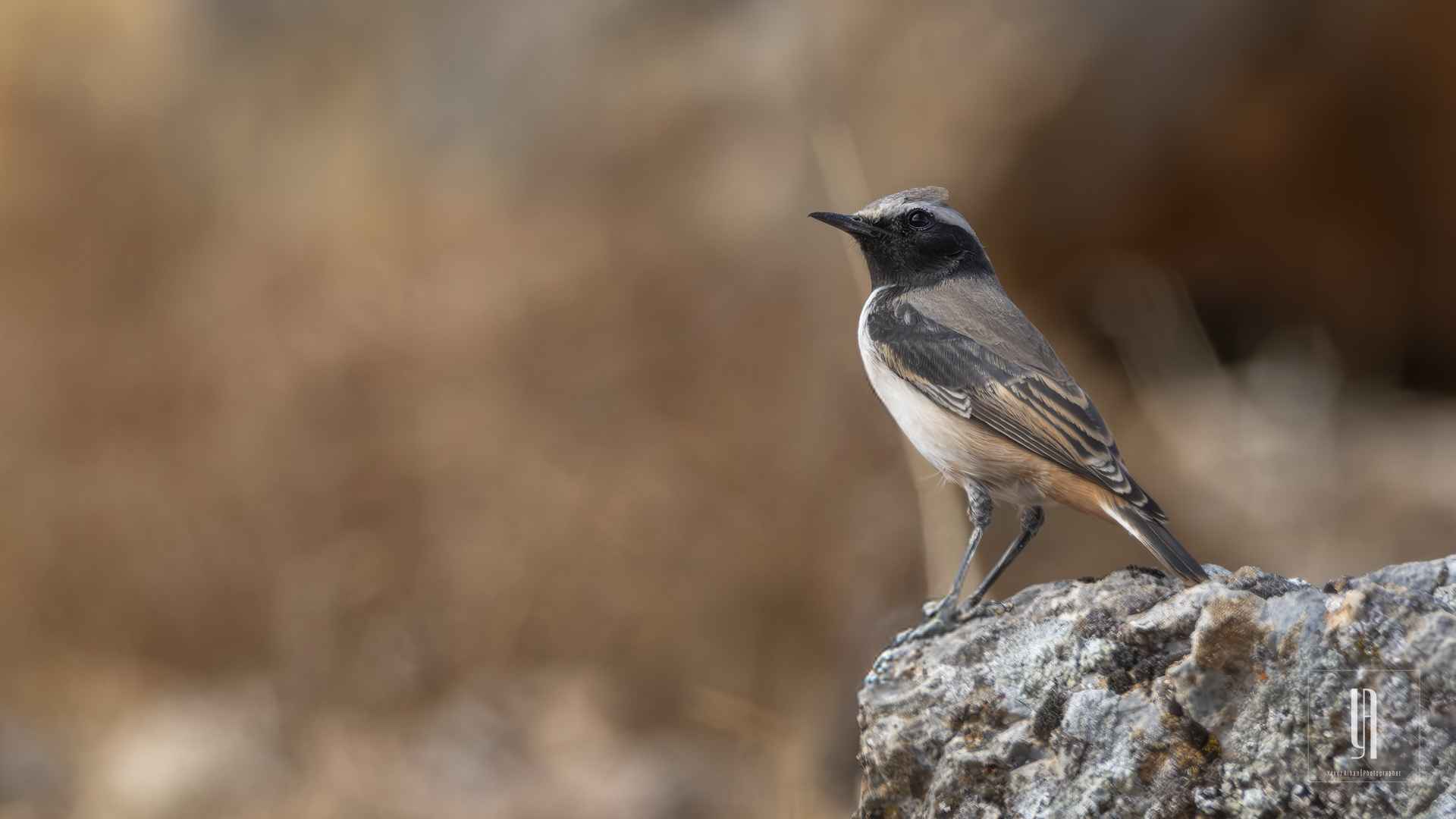 Kızılca kuyrukkakan