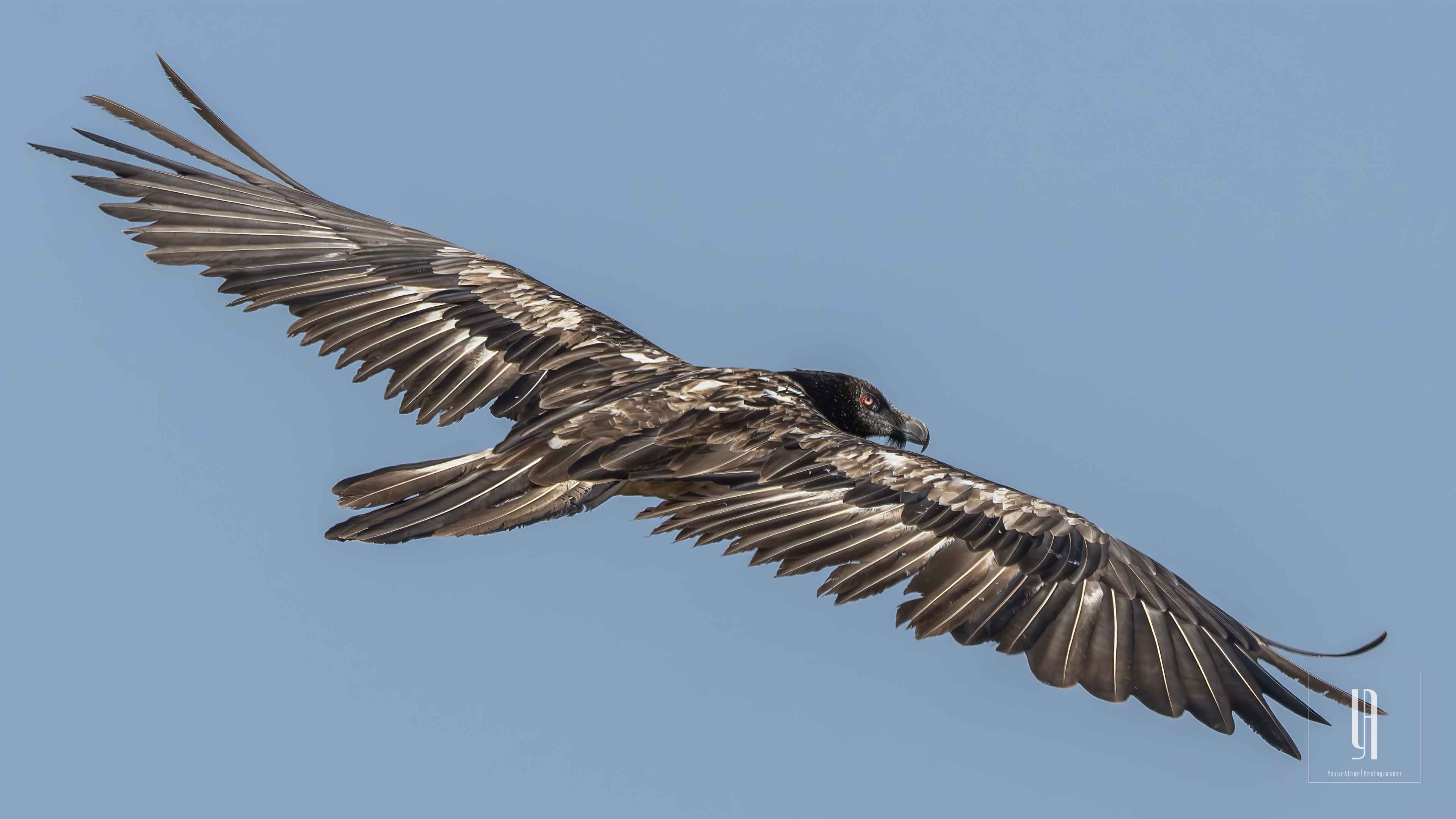 Bearded Vulture