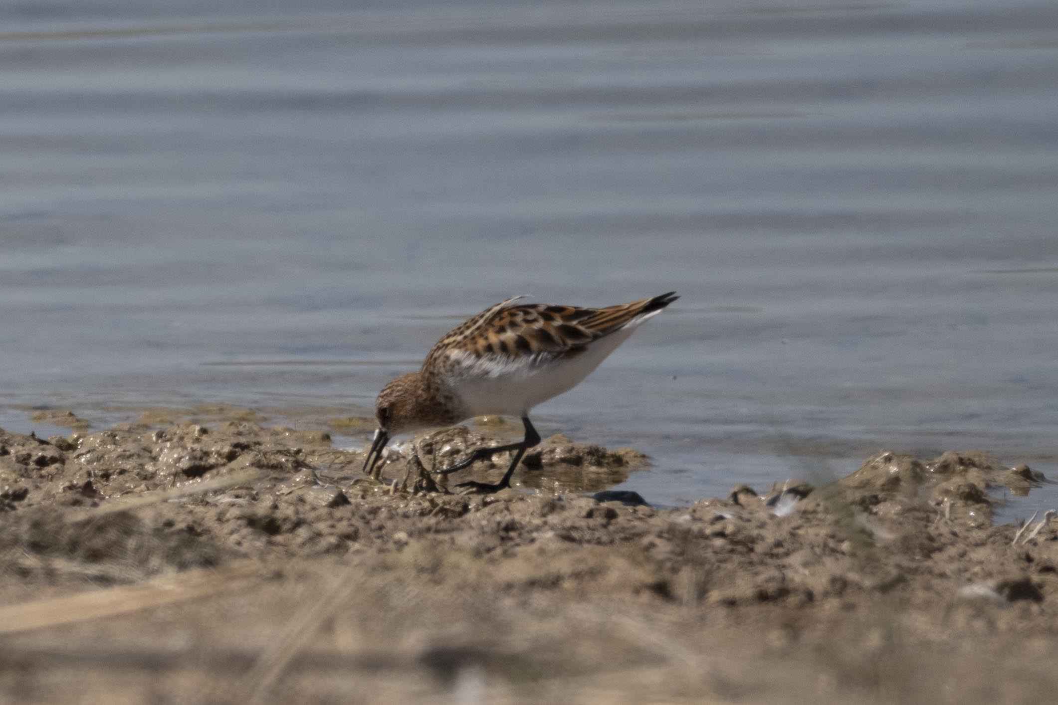 Little Stint