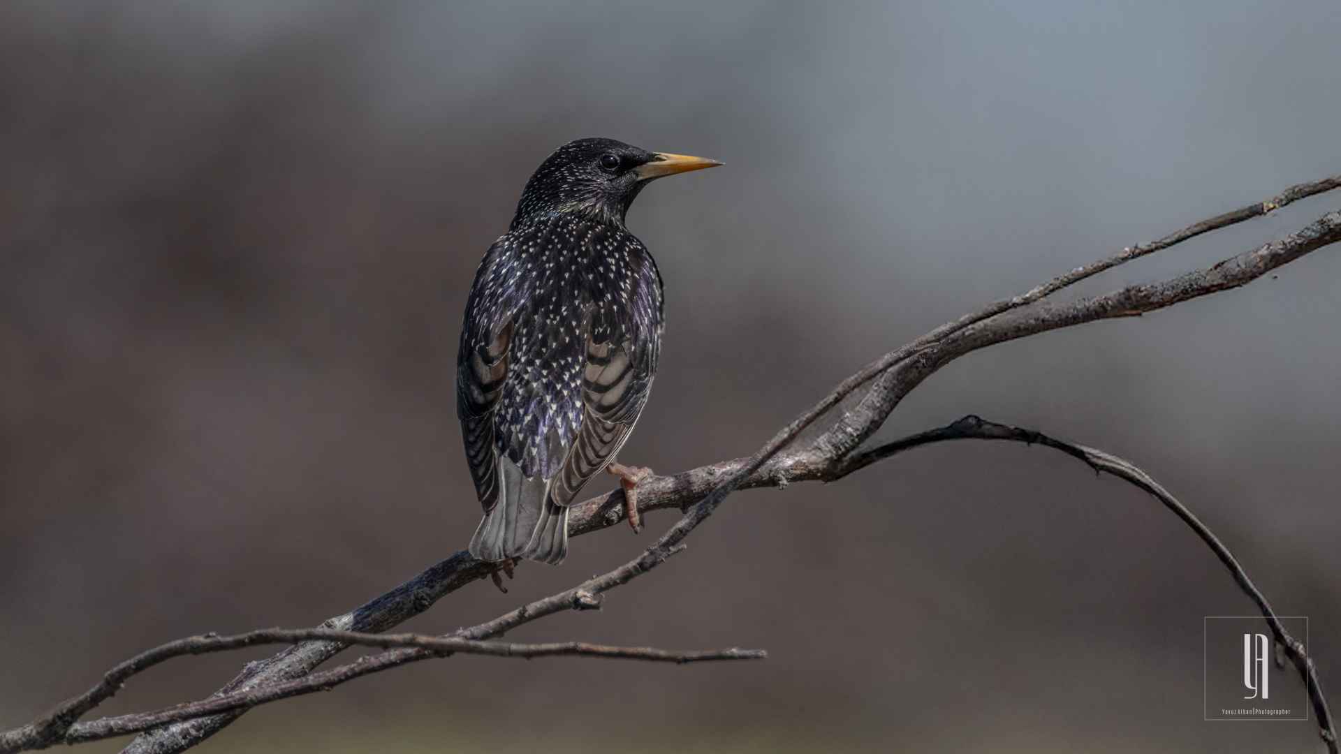 European Starling