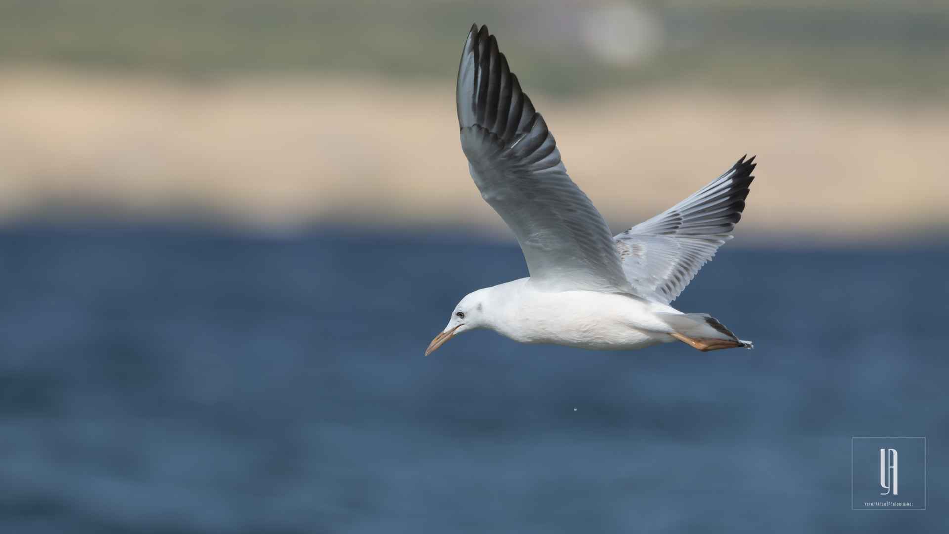 Slender-billed Gull