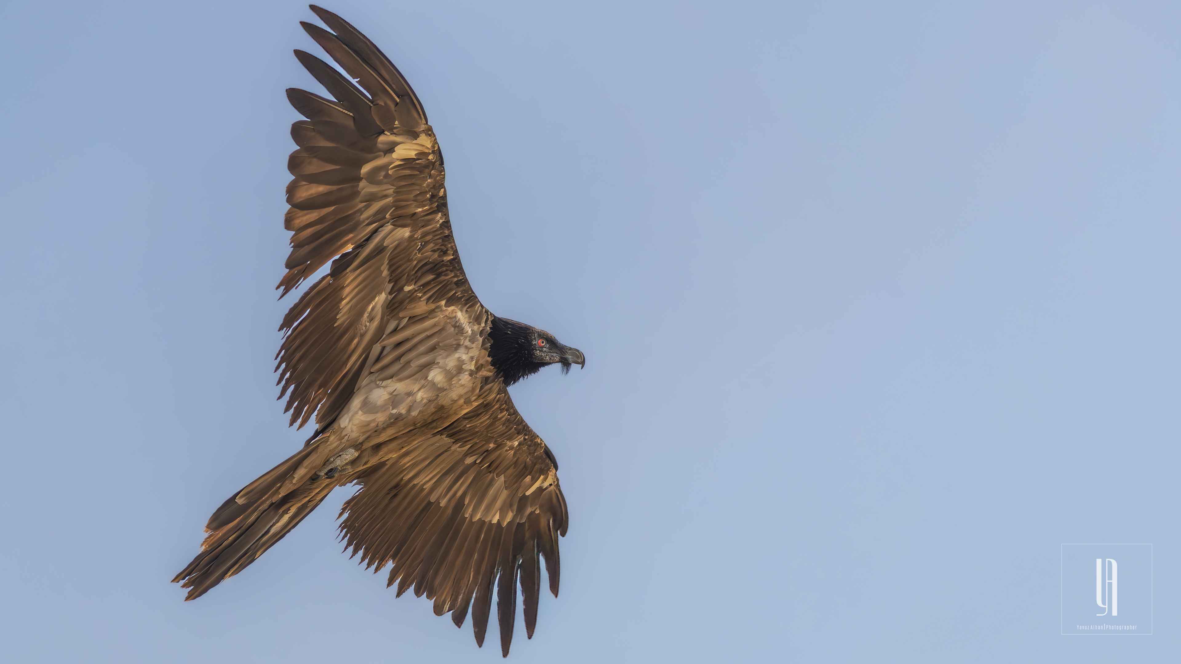 Bearded Vulture