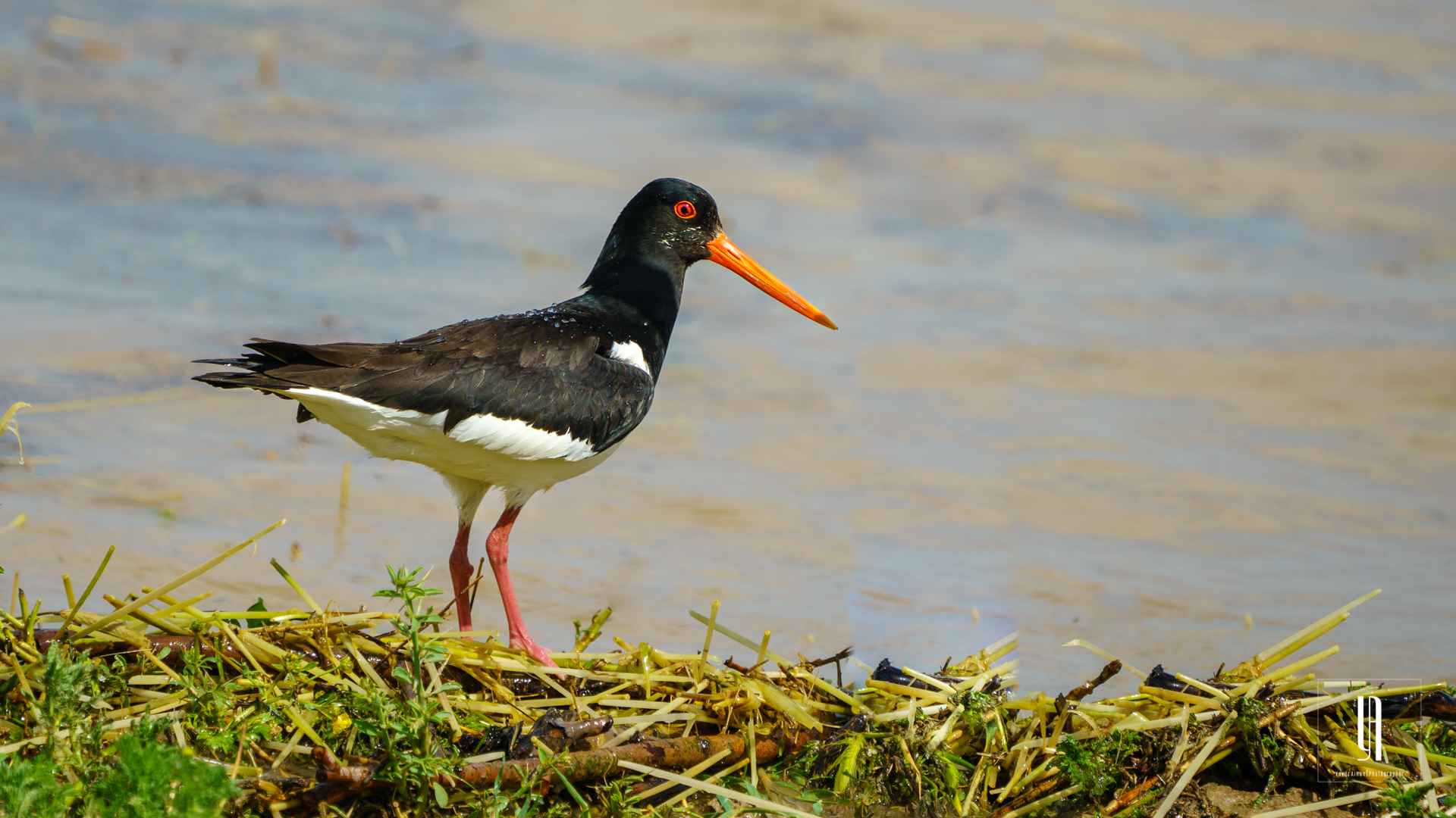 Eurasian Oystercatcher