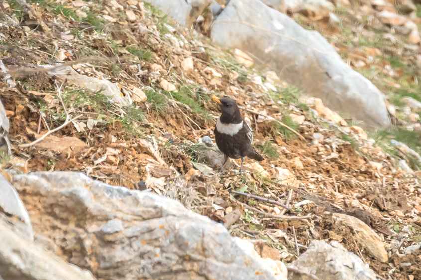 Ring Ouzel