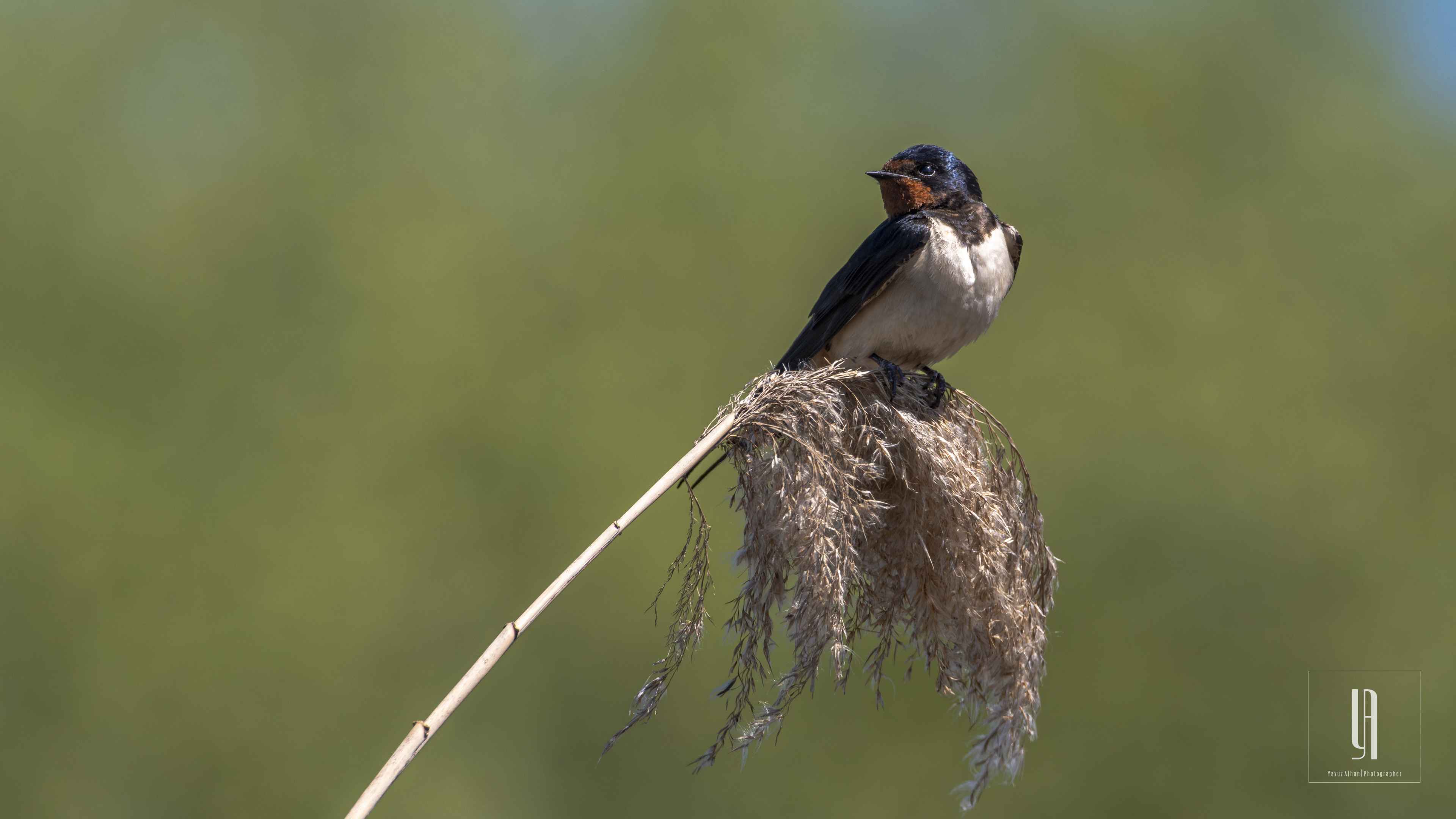 Barn Swallow