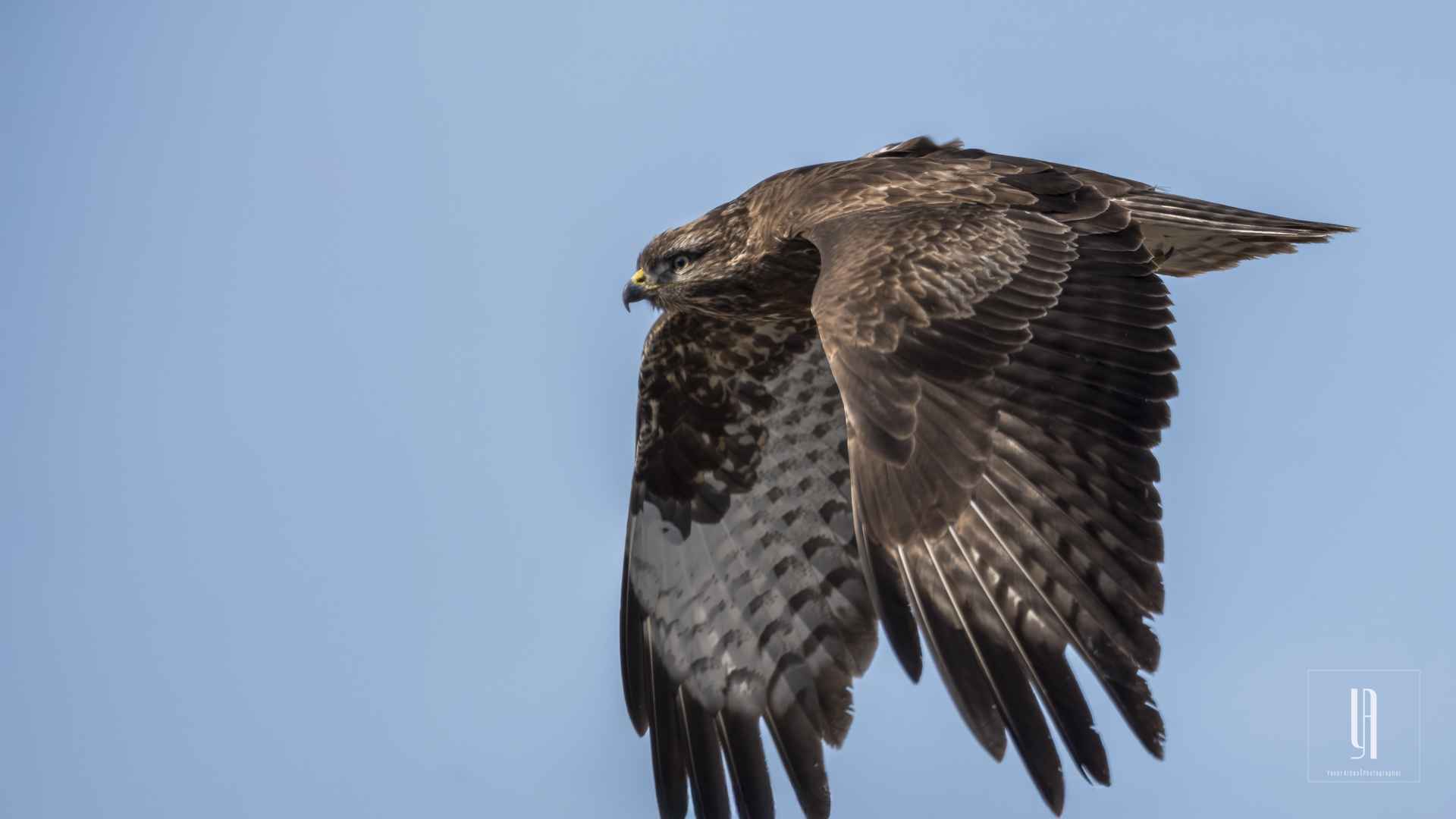 Common Buzzard