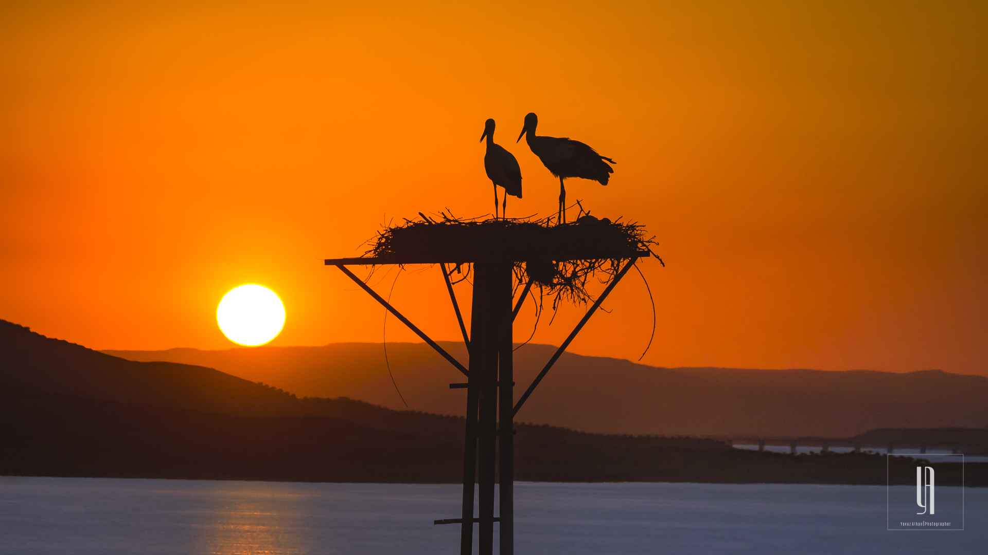 White Stork