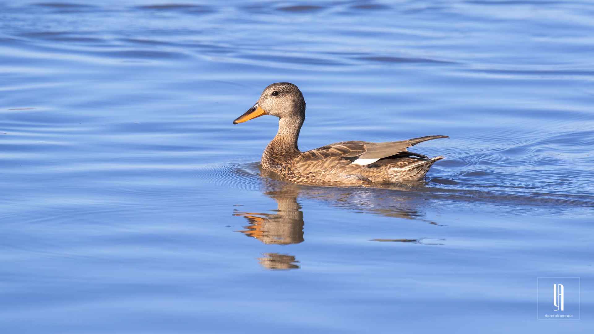 Gadwall