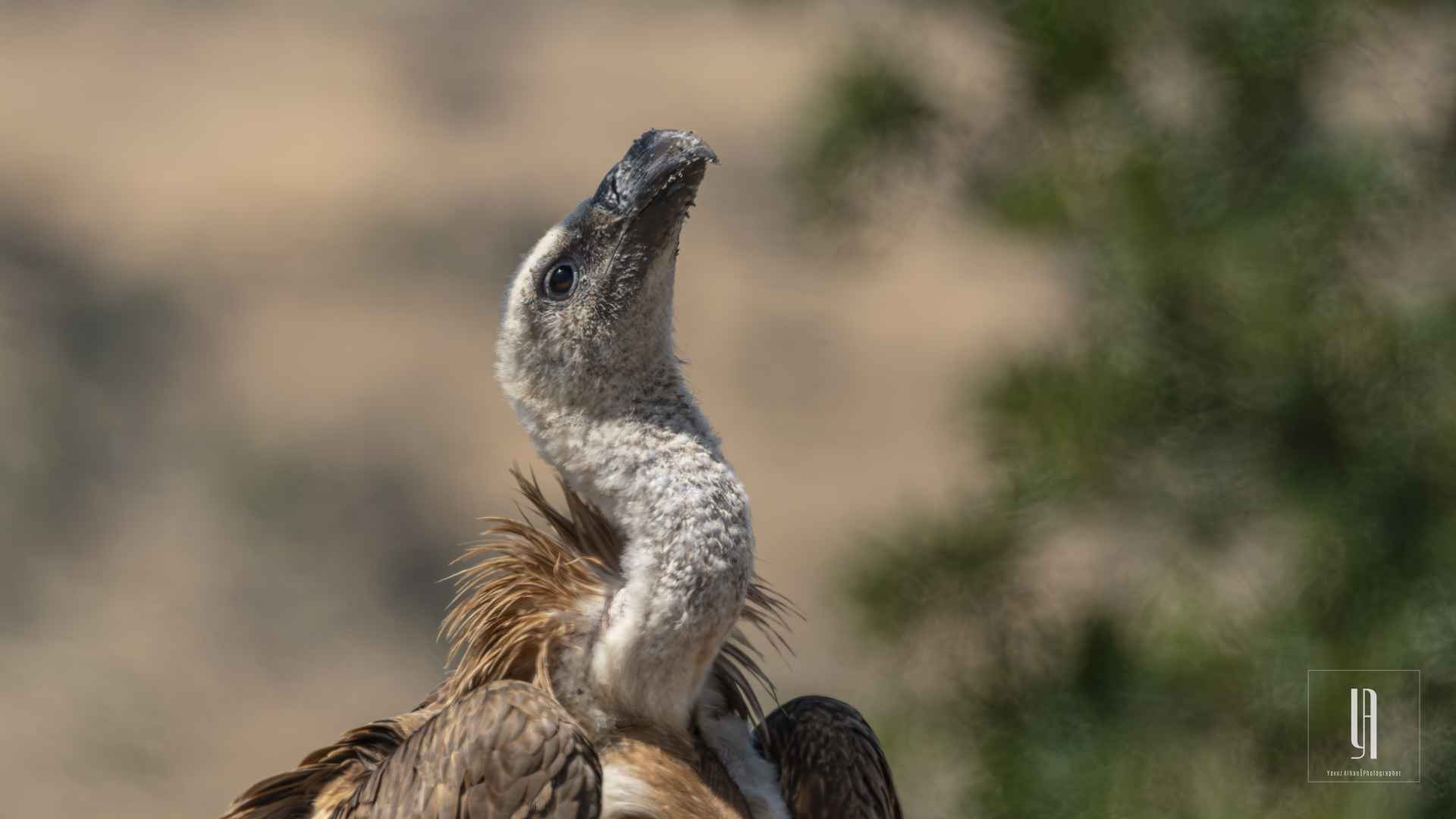Eurasian Griffon