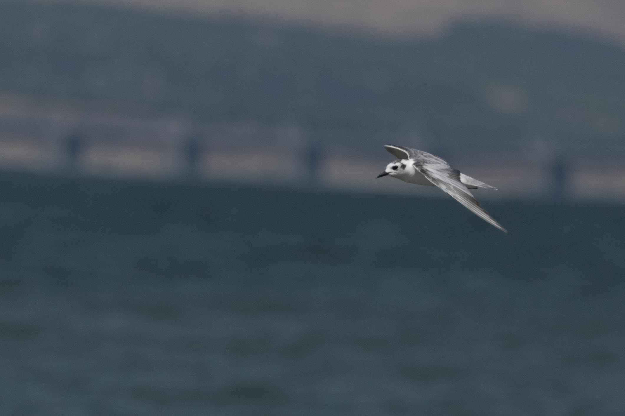 Little Gull
