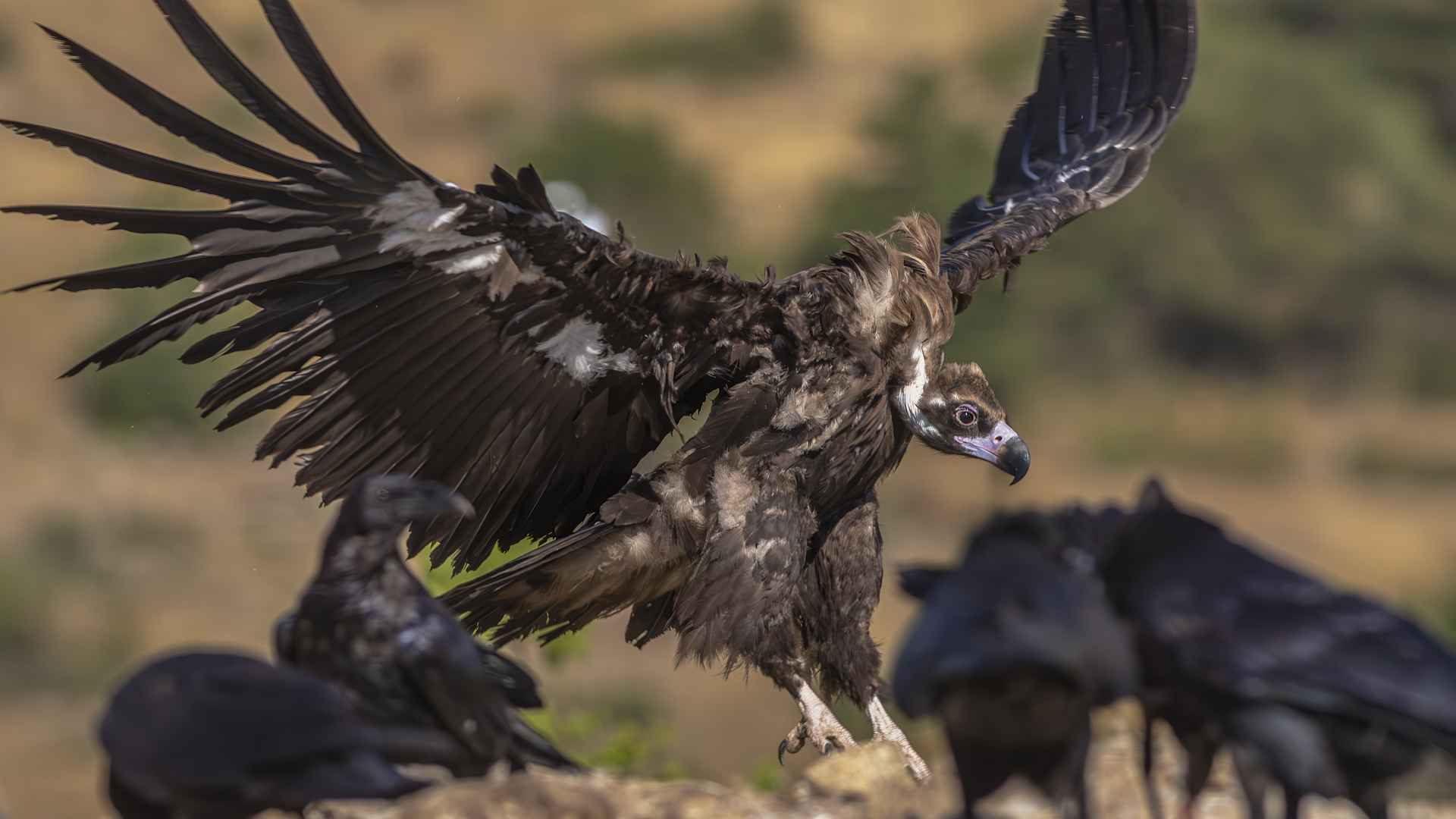Cinereous Vulture