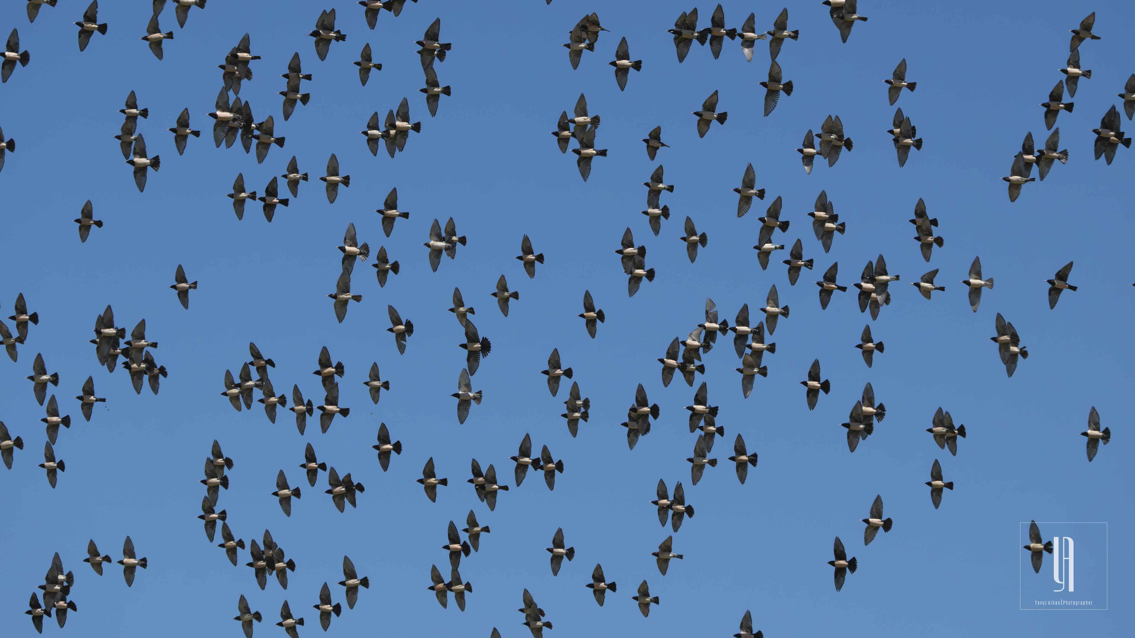 Rosy Starling