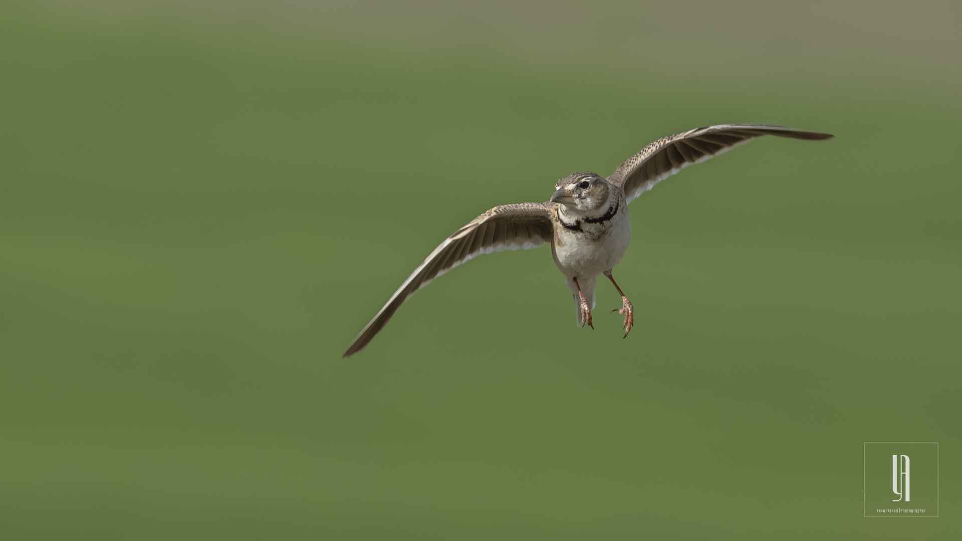 Calandra Lark
