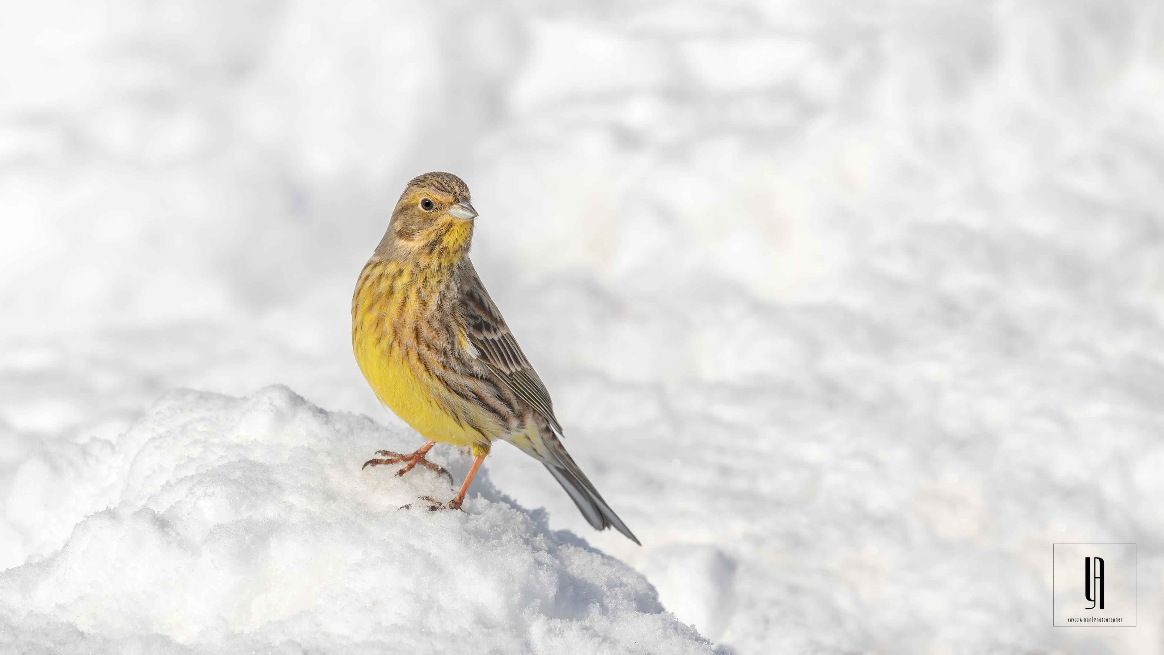 Yellowhammer