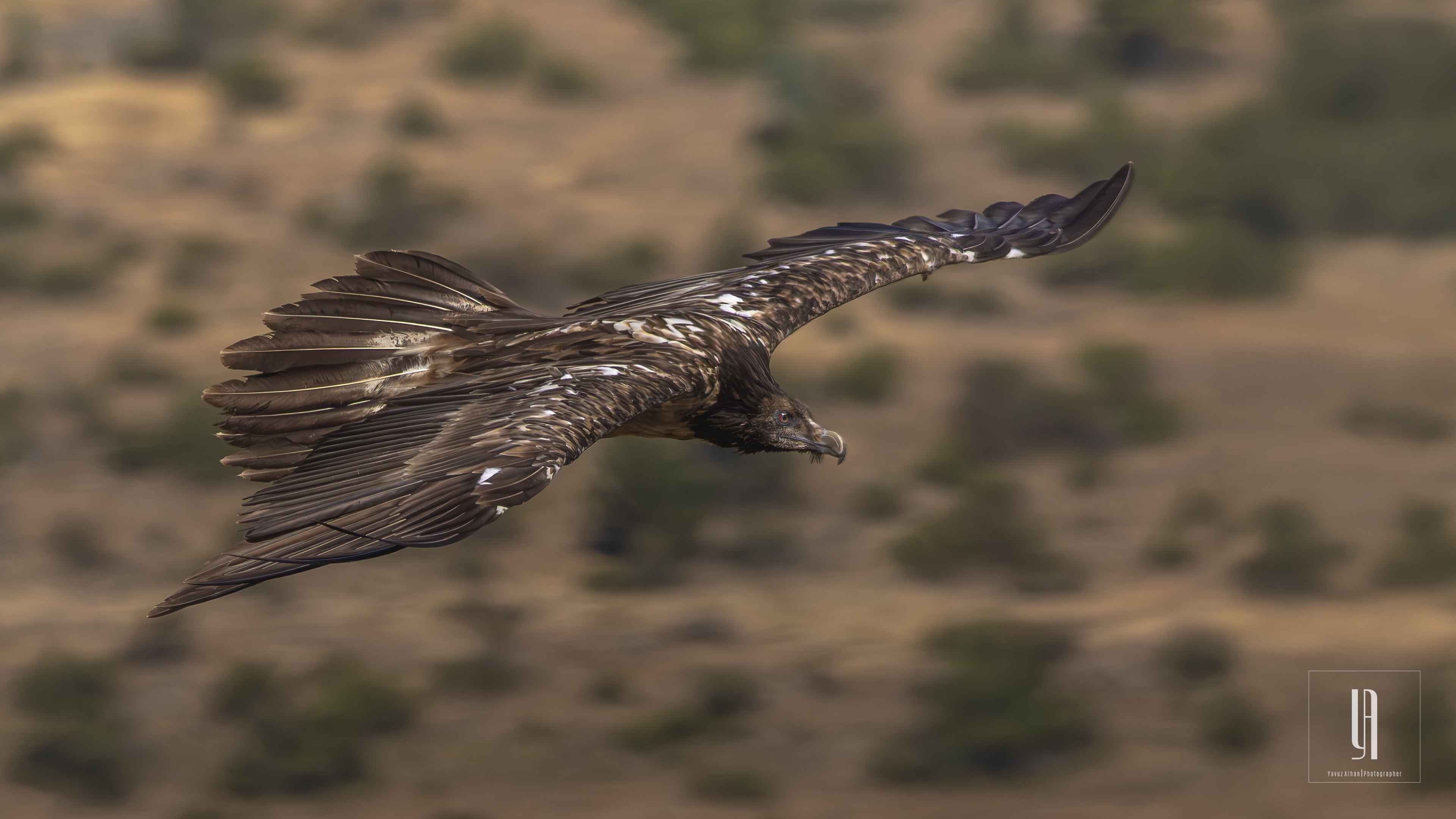Bearded Vulture