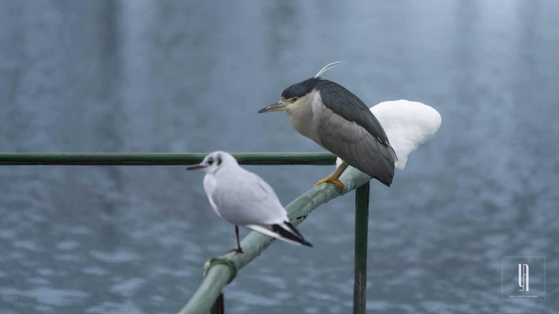 Black-crowned Night-Heron