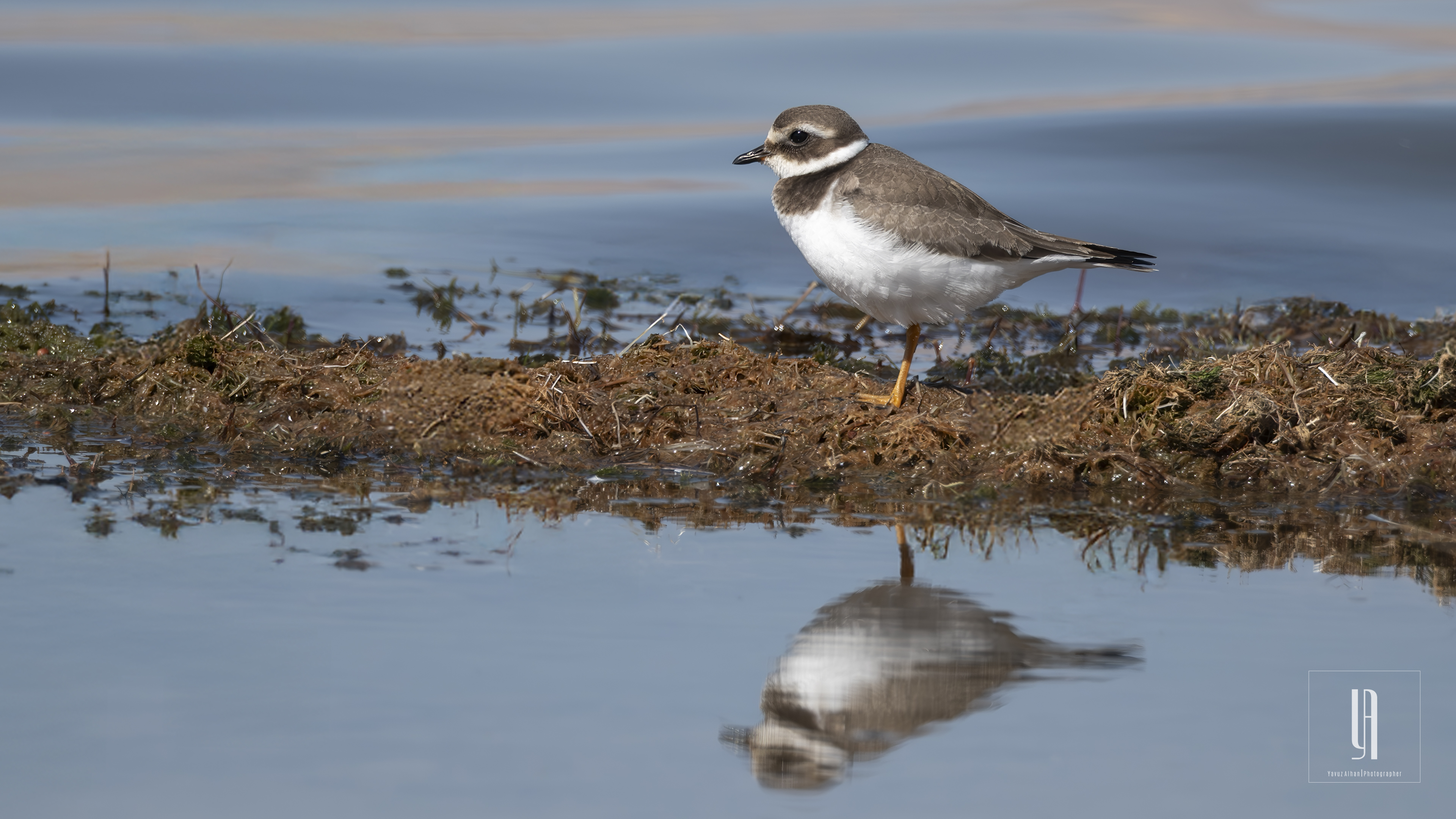 Common Ringed Plover