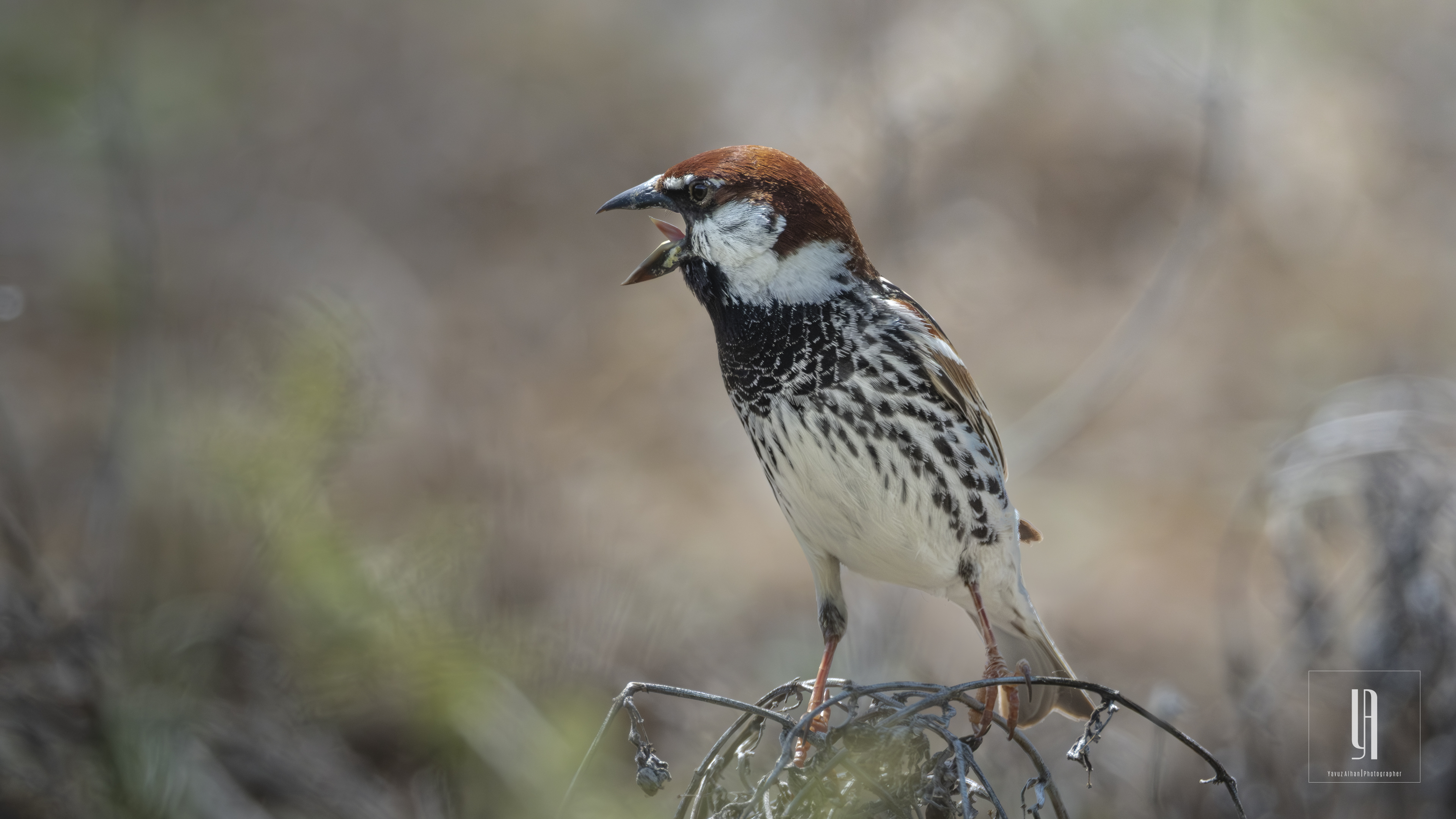 Spanish Sparrow