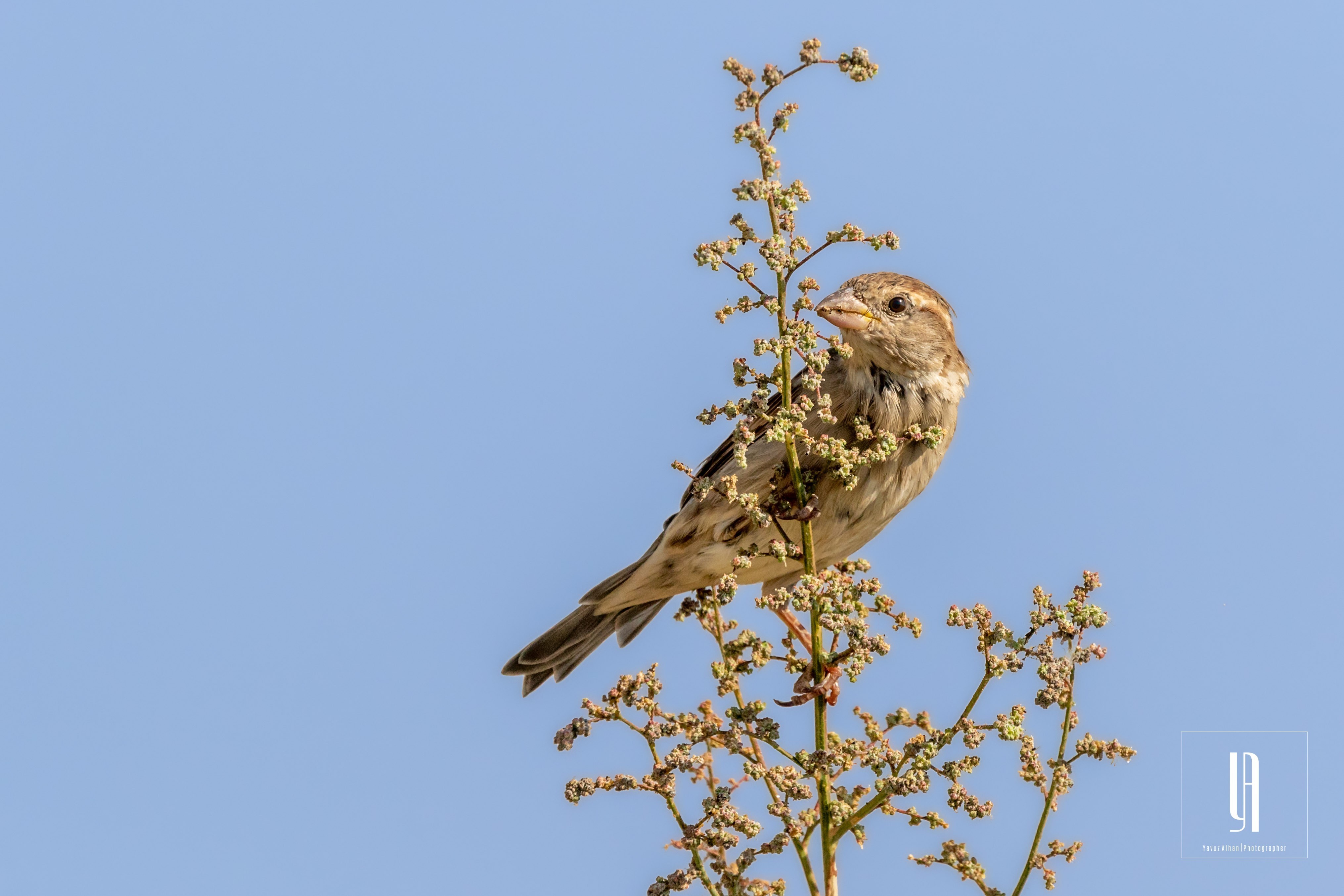 House Sparrow