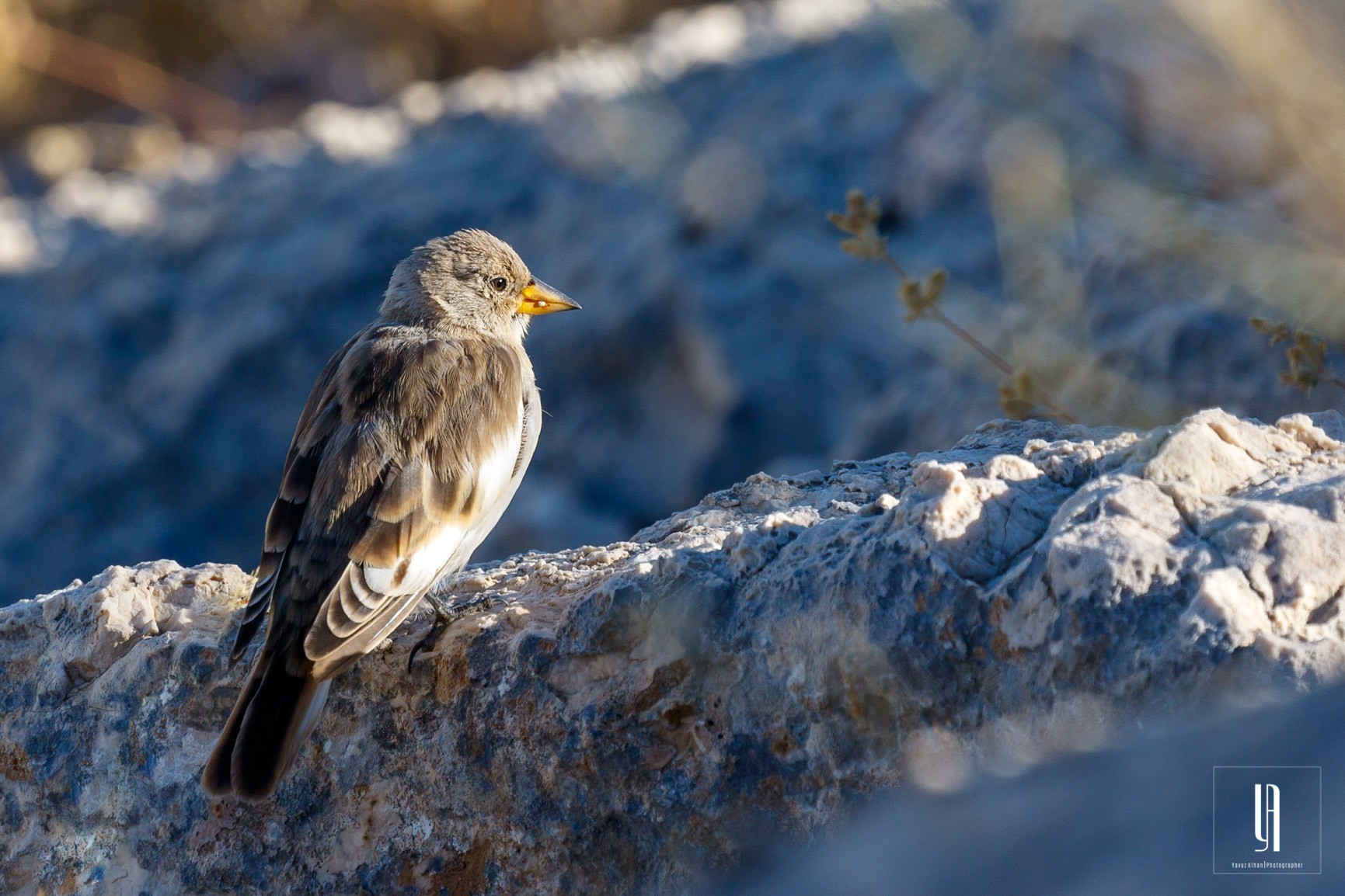 White-winged Snowfinch