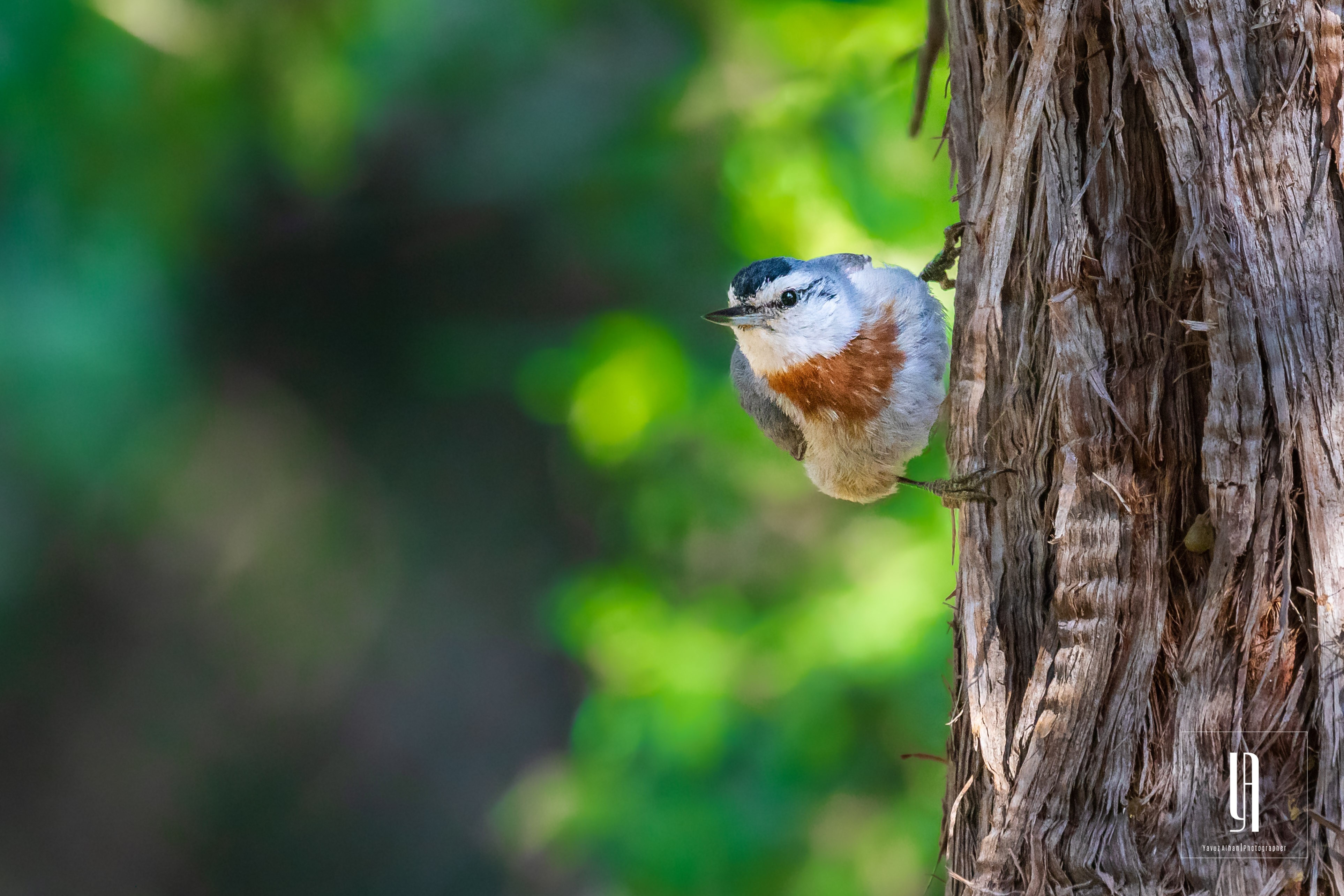 Krüper's Nuthatch