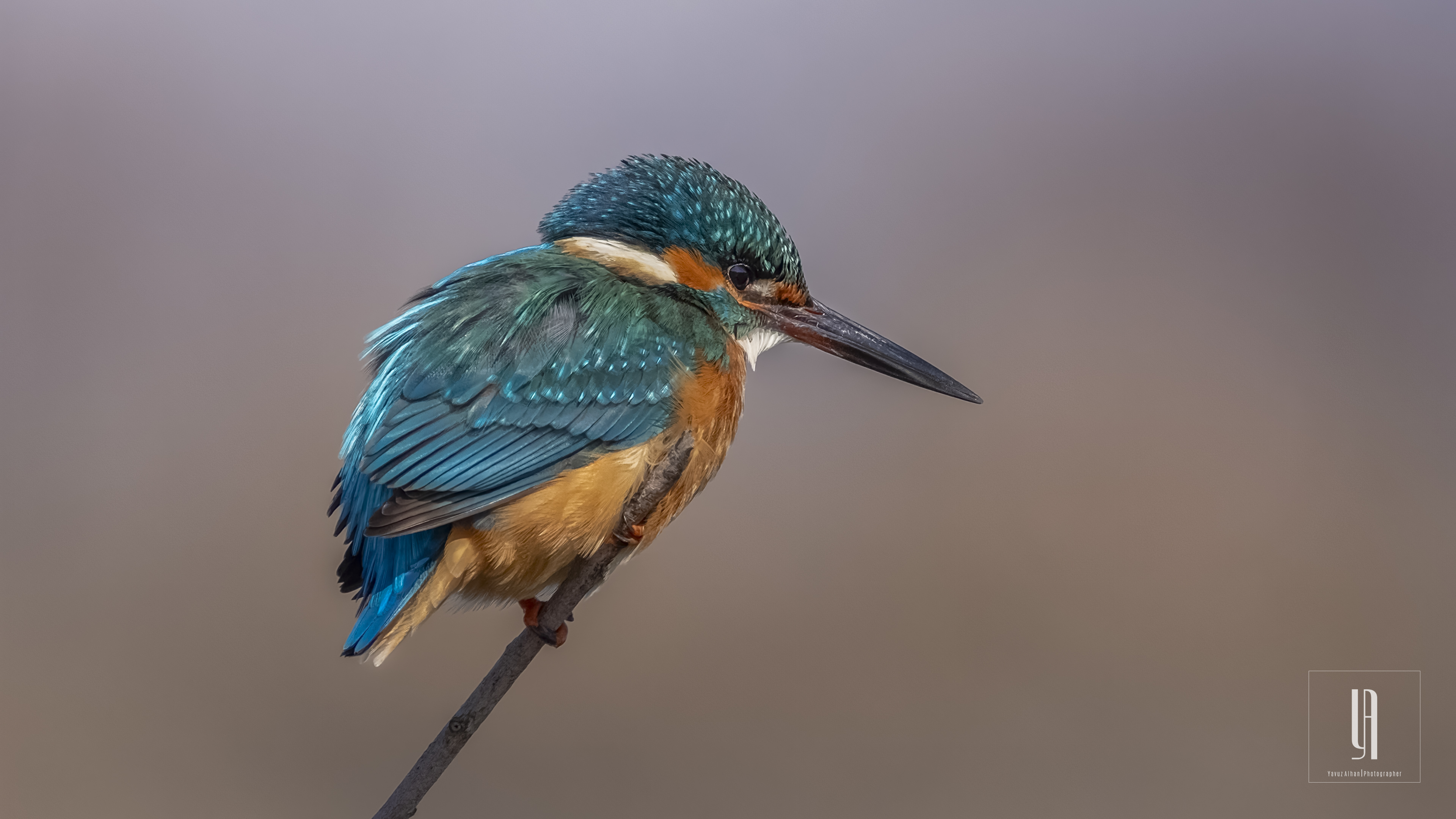 Common Kingfisher