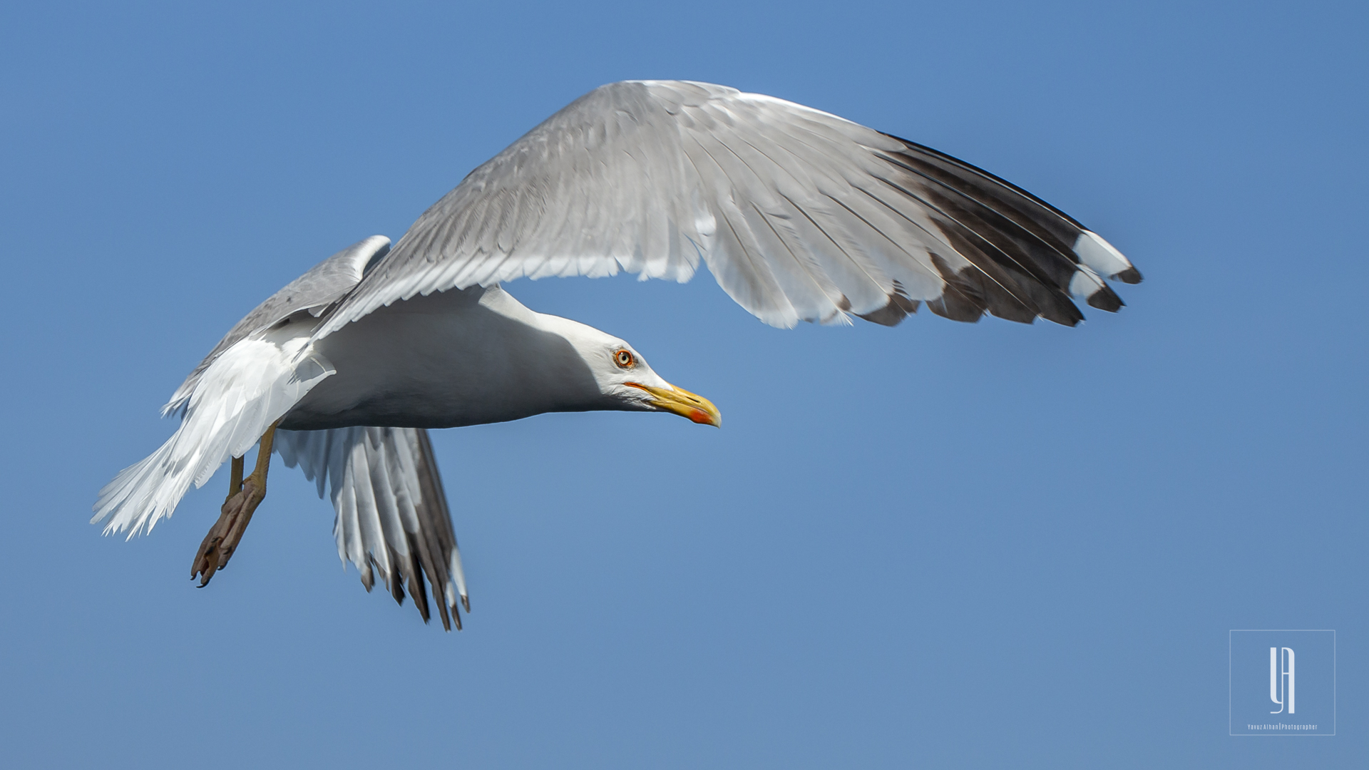 Yellow-legged Gull