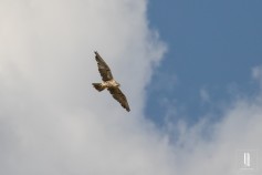 Saker Falcon